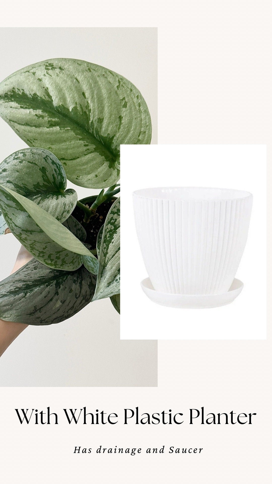 Scindapsus Silver Satin Plant - 4 inch Nursery Pot - Live Plant