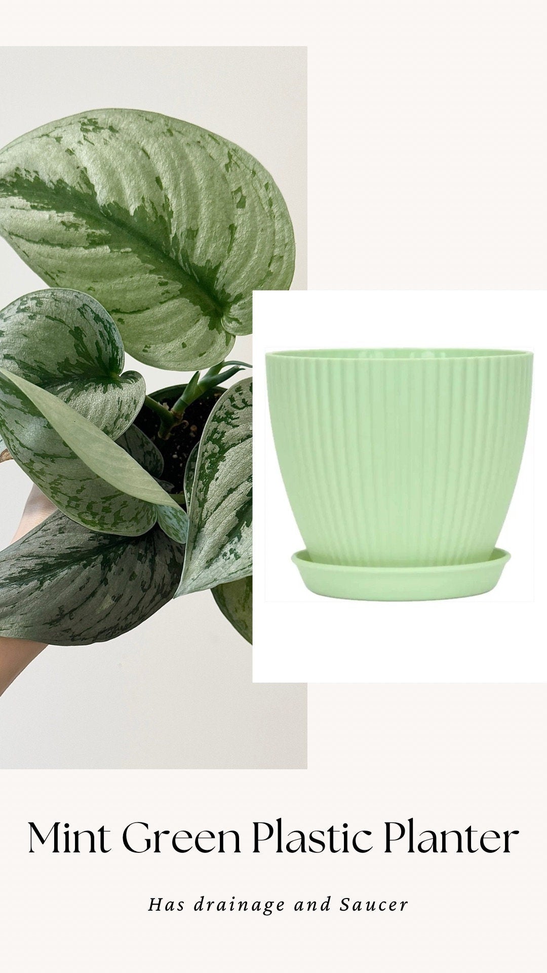 Scindapsus Silver Satin Plant - 4 inch Nursery Pot - Live Plant