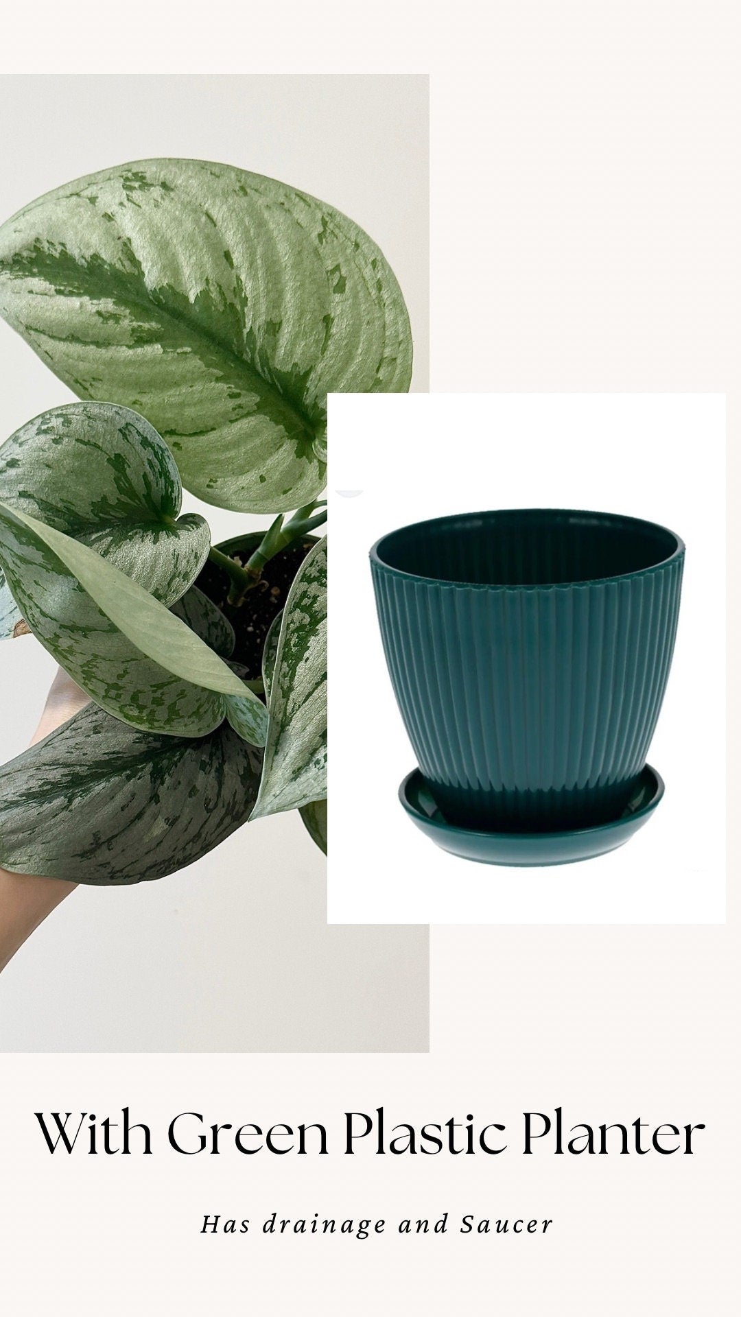 Scindapsus Silver Satin Plant - 4 inch Nursery Pot - Live Plant
