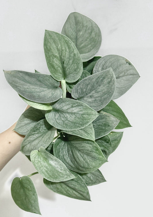 Scindapsus Sooo Silver(TM) Cultivated RARE Plant - 3 inch Nursery Pot