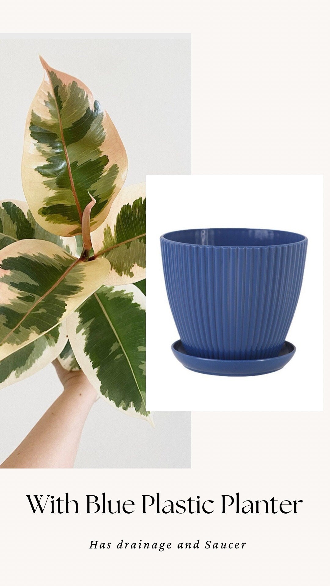 Ficus Decora Tineke Plant - 4", 6” Pot - Live Plant