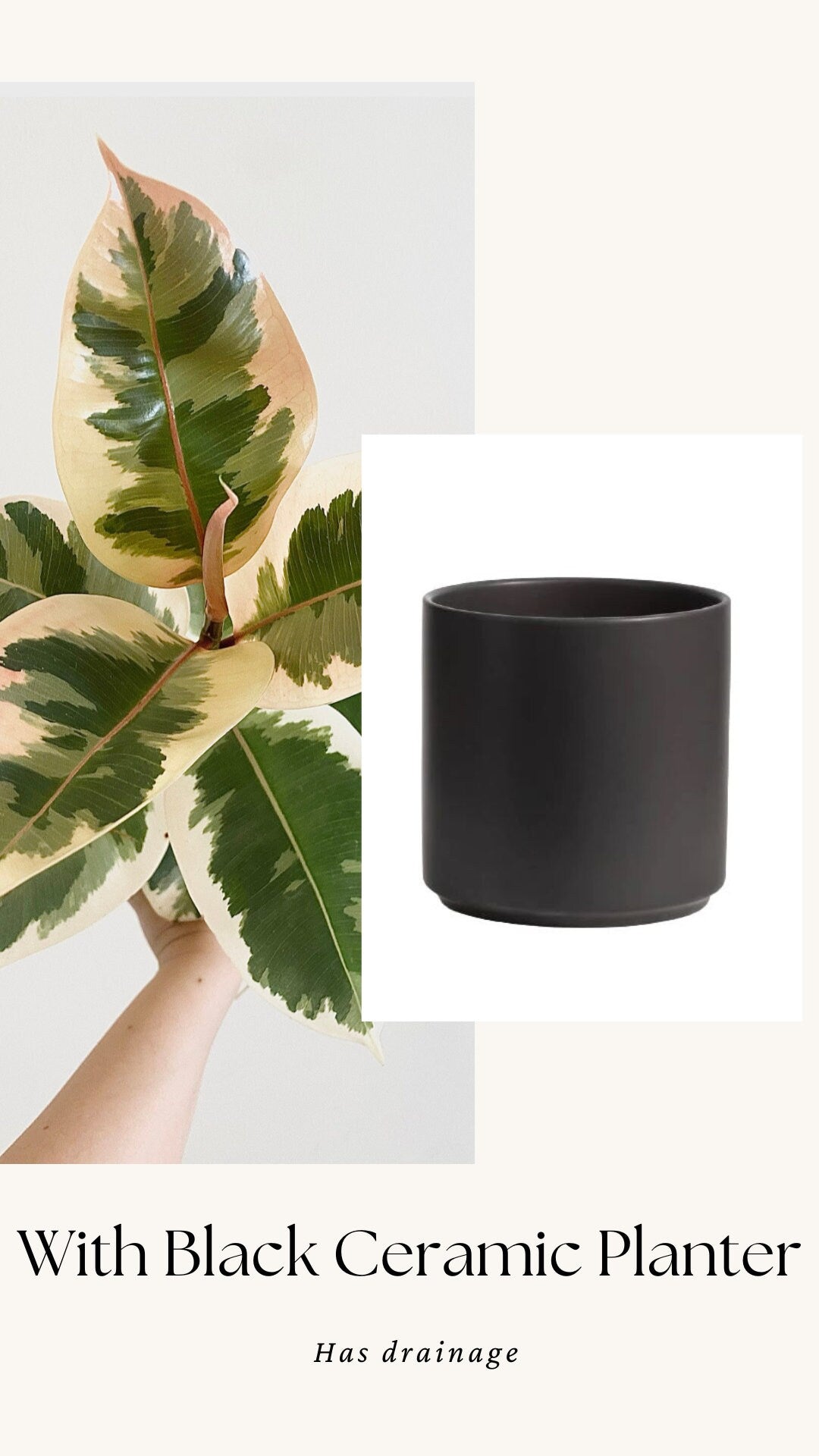 Ficus Decora Tineke Plant - 4", 6” Pot - Live Plant
