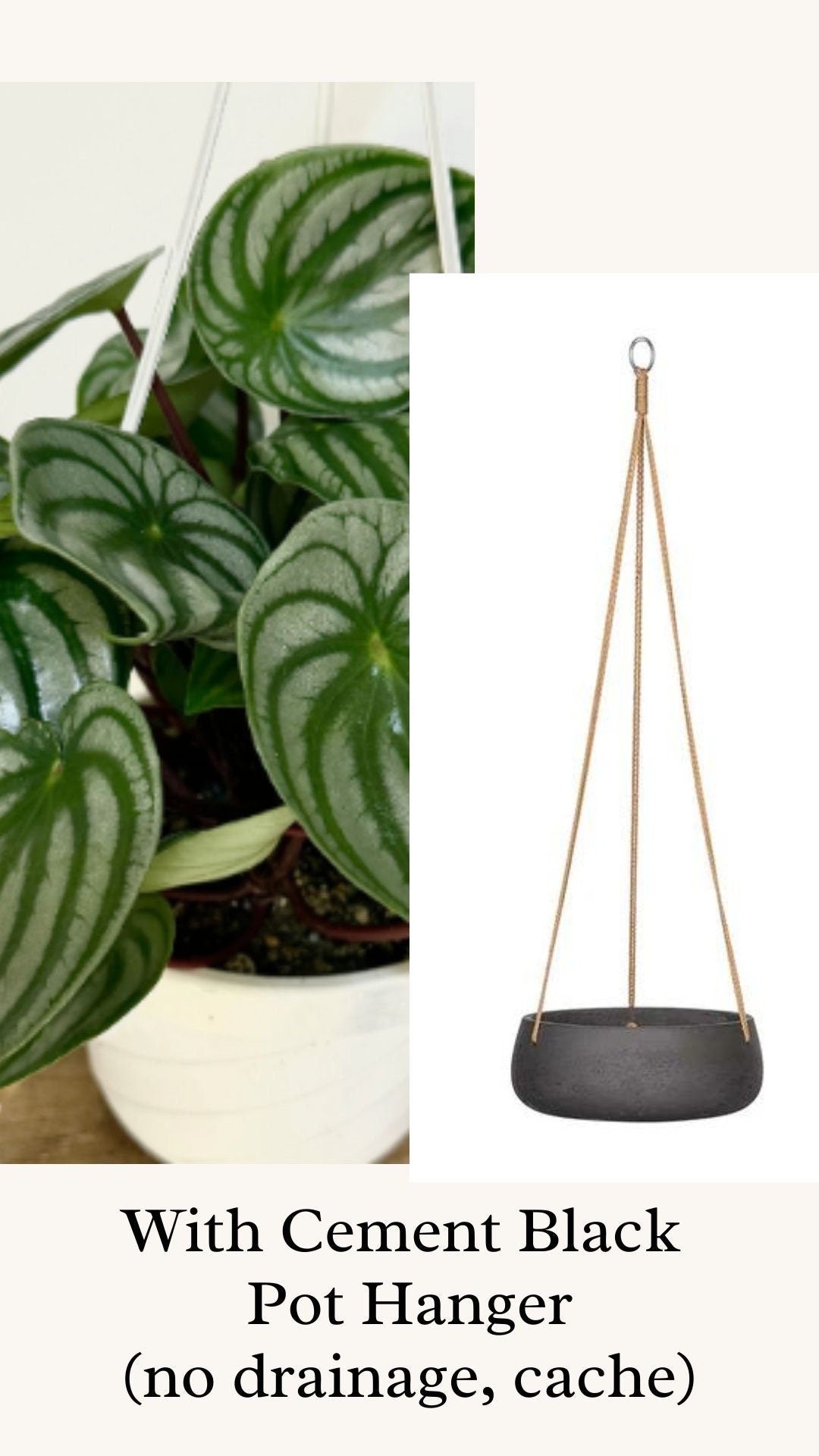 Peperomia Watermelon - 6 inch Hanging Basket