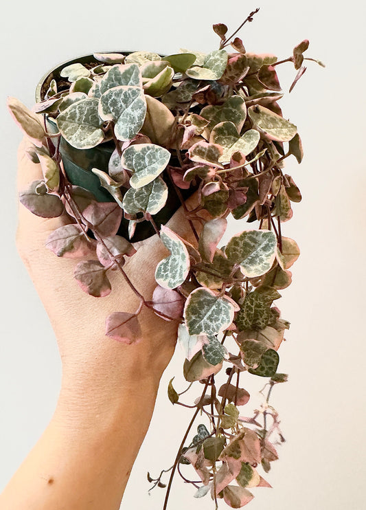 Variegated String of Hearts Plant - 3.5” Pot