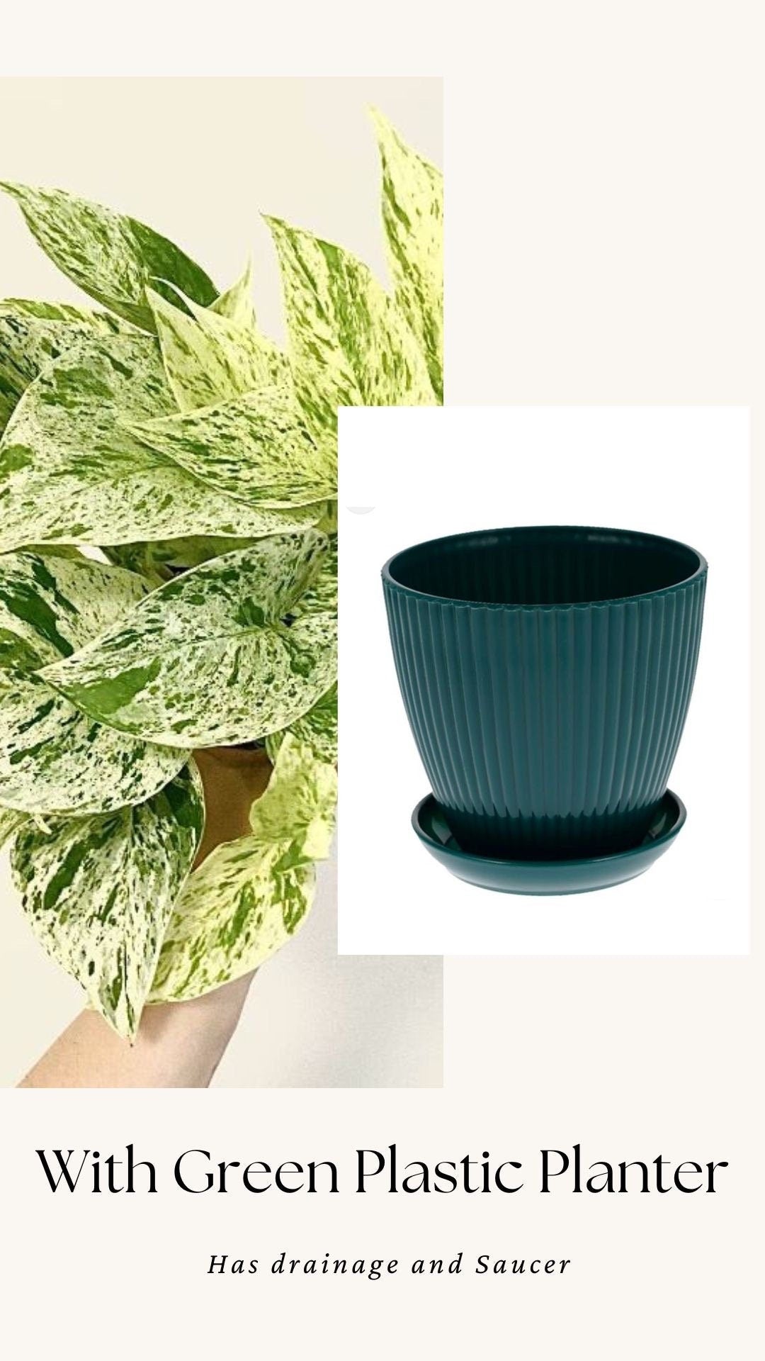 Snow Queen Pothos Plant - 4 inch Pot - Live Plant - optional Decorative Pot