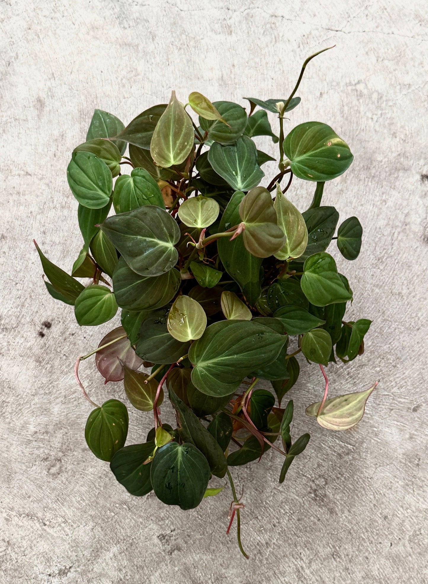 Philodendron Micans Plant 4" | 6” Pot - Live Plant