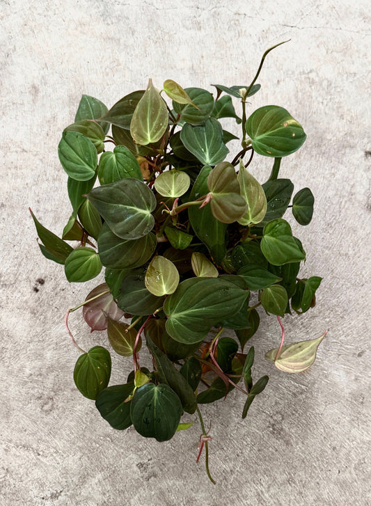 Philodendron Micans Plant 4" | 6” Pot - Live Plant