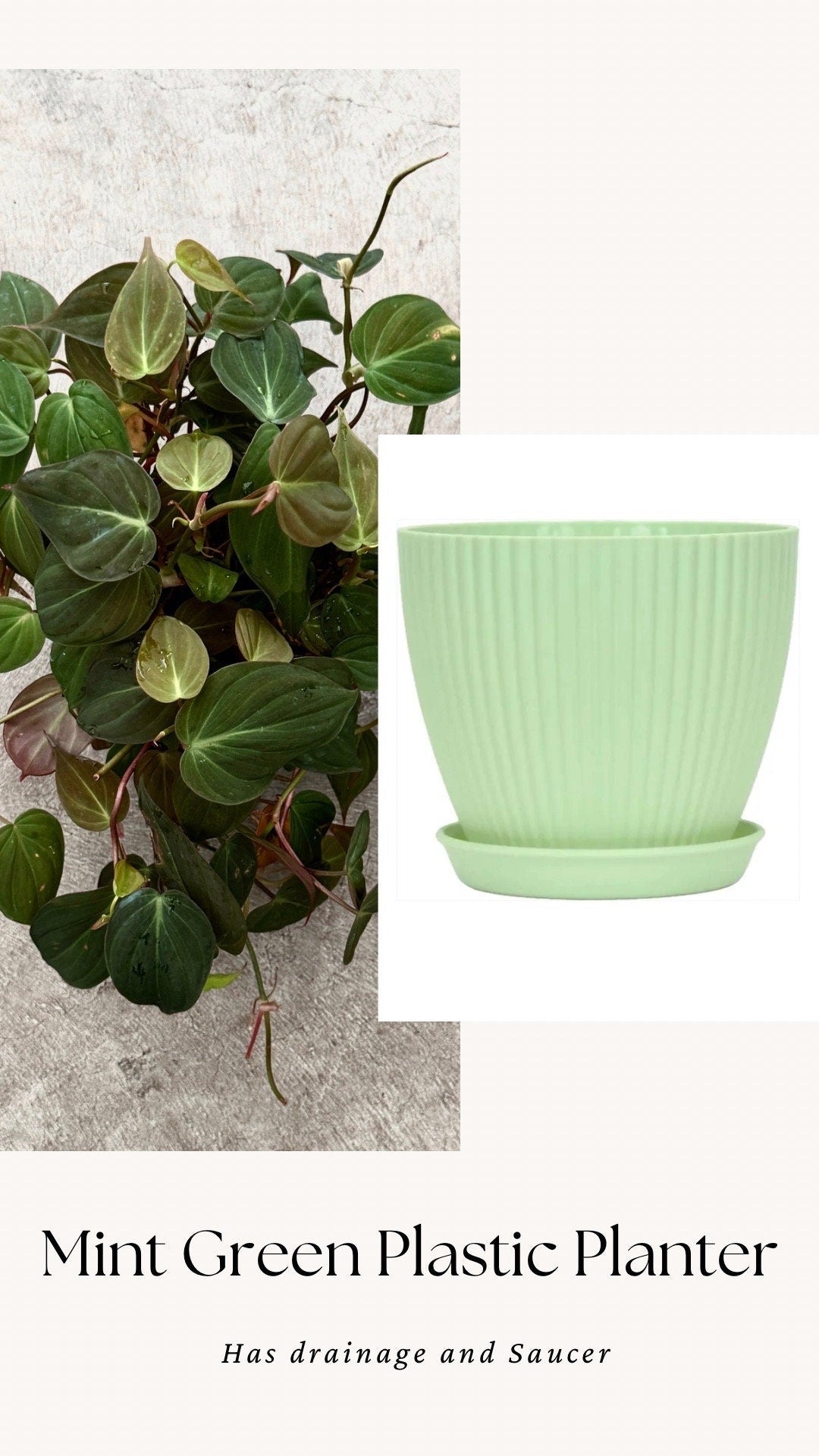 Philodendron Micans Plant 4" | 6” Pot - Live Plant