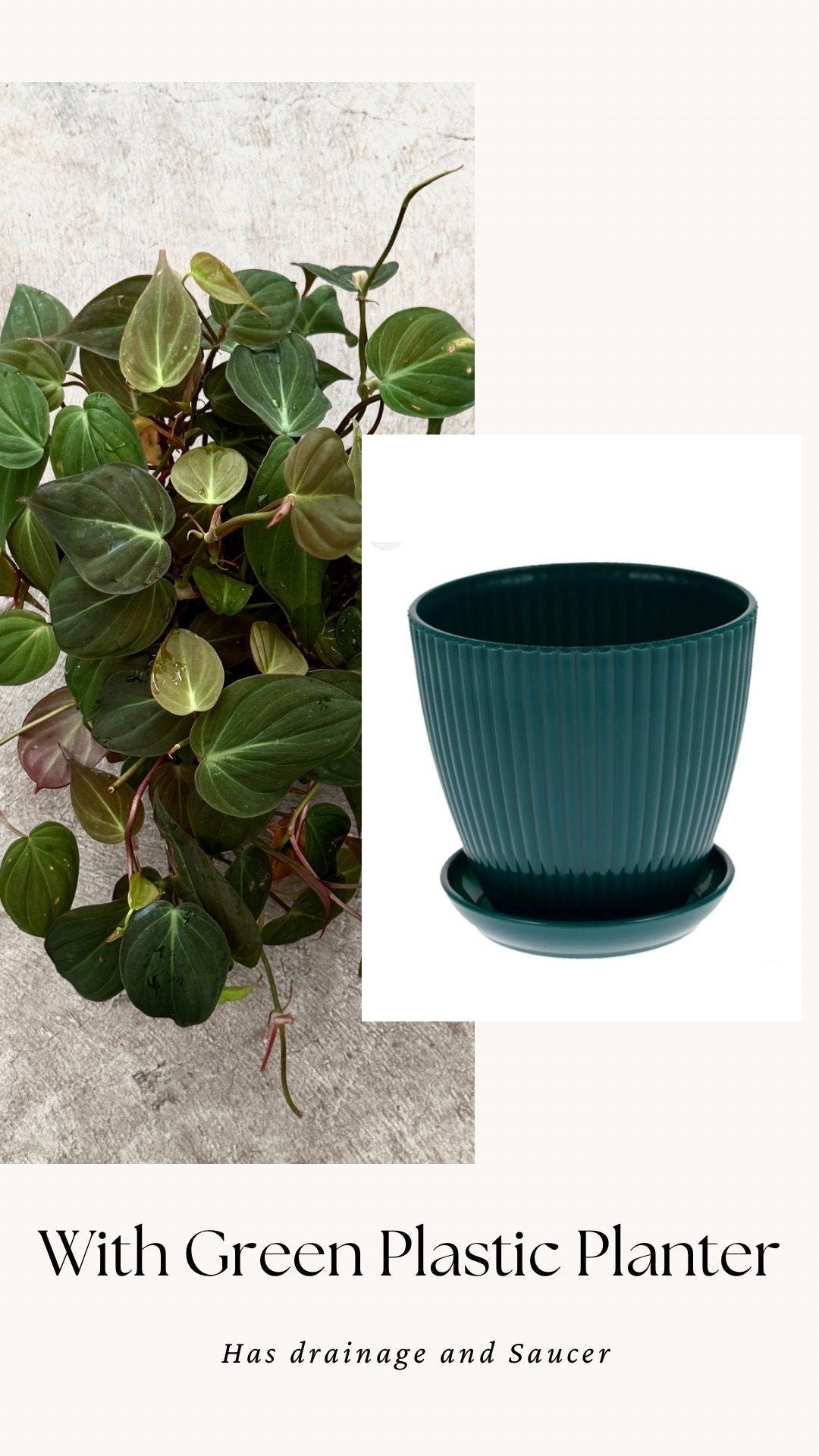 Philodendron Micans Plant 4" | 6” Pot - Live Plant