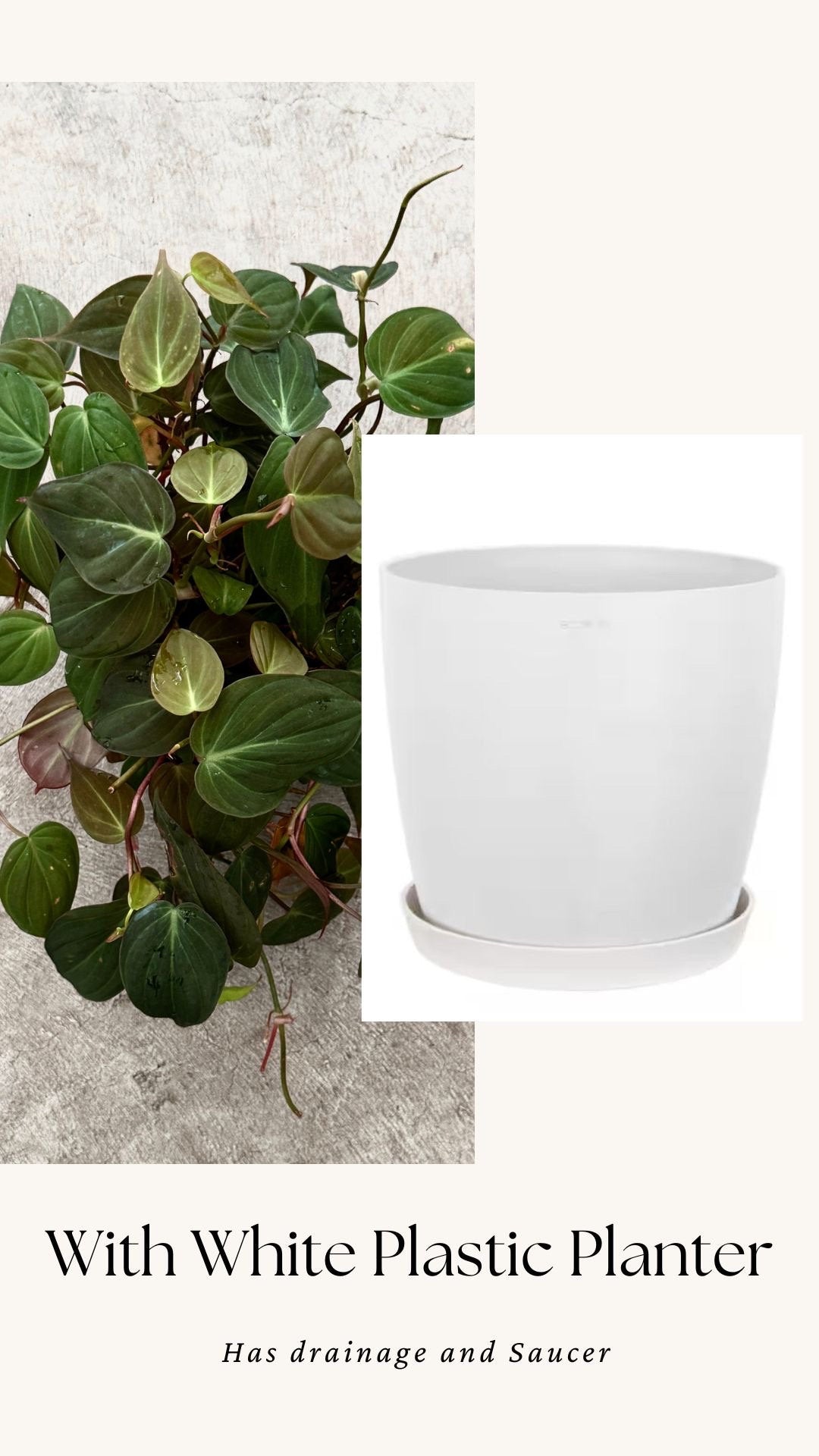 Philodendron Micans Plant 4" | 6” Pot - Live Plant
