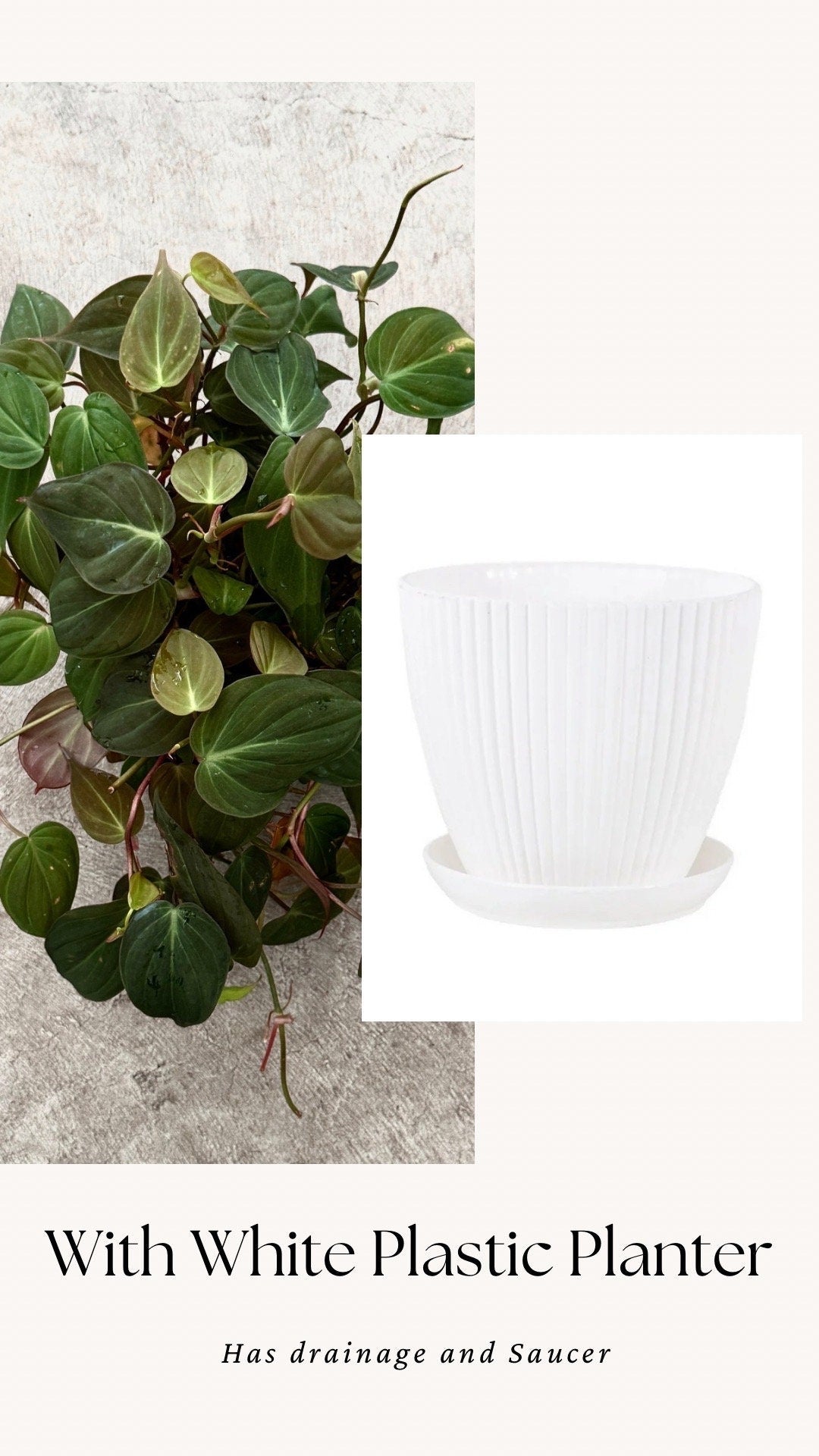 Philodendron Micans Plant 4" | 6” Pot - Live Plant