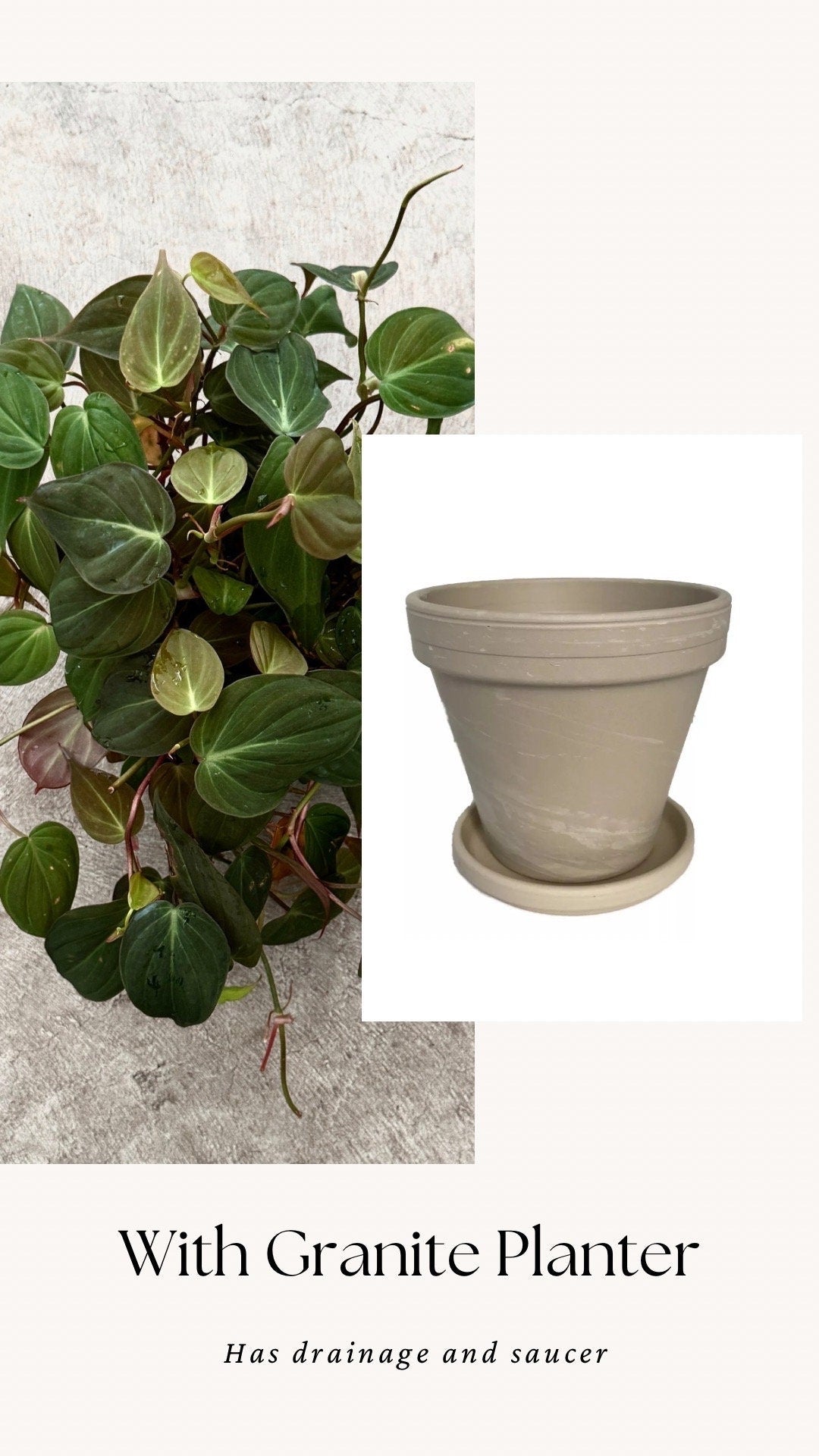 Philodendron Micans Plant 4" | 6” Pot - Live Plant