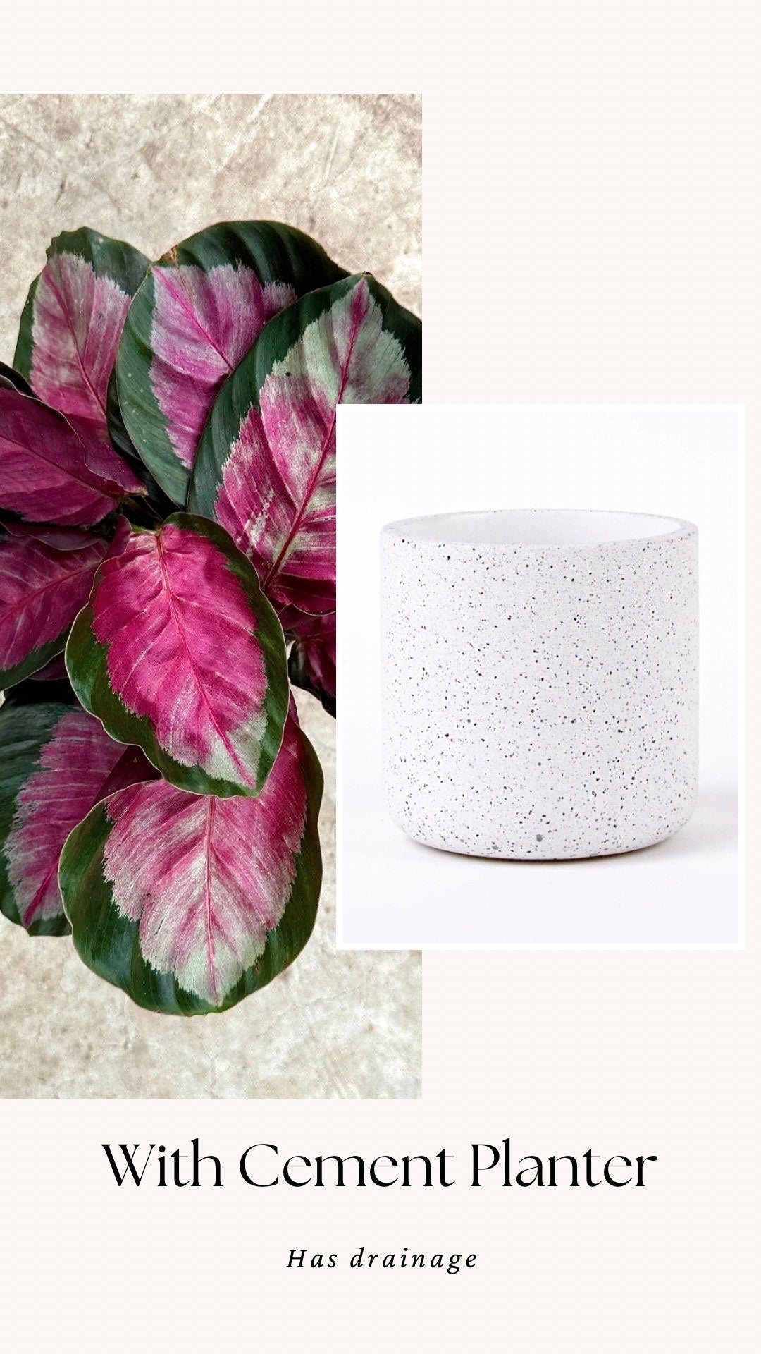 Calathea Roseopicta Rosy Live House Plant - 4” | 6” Pot