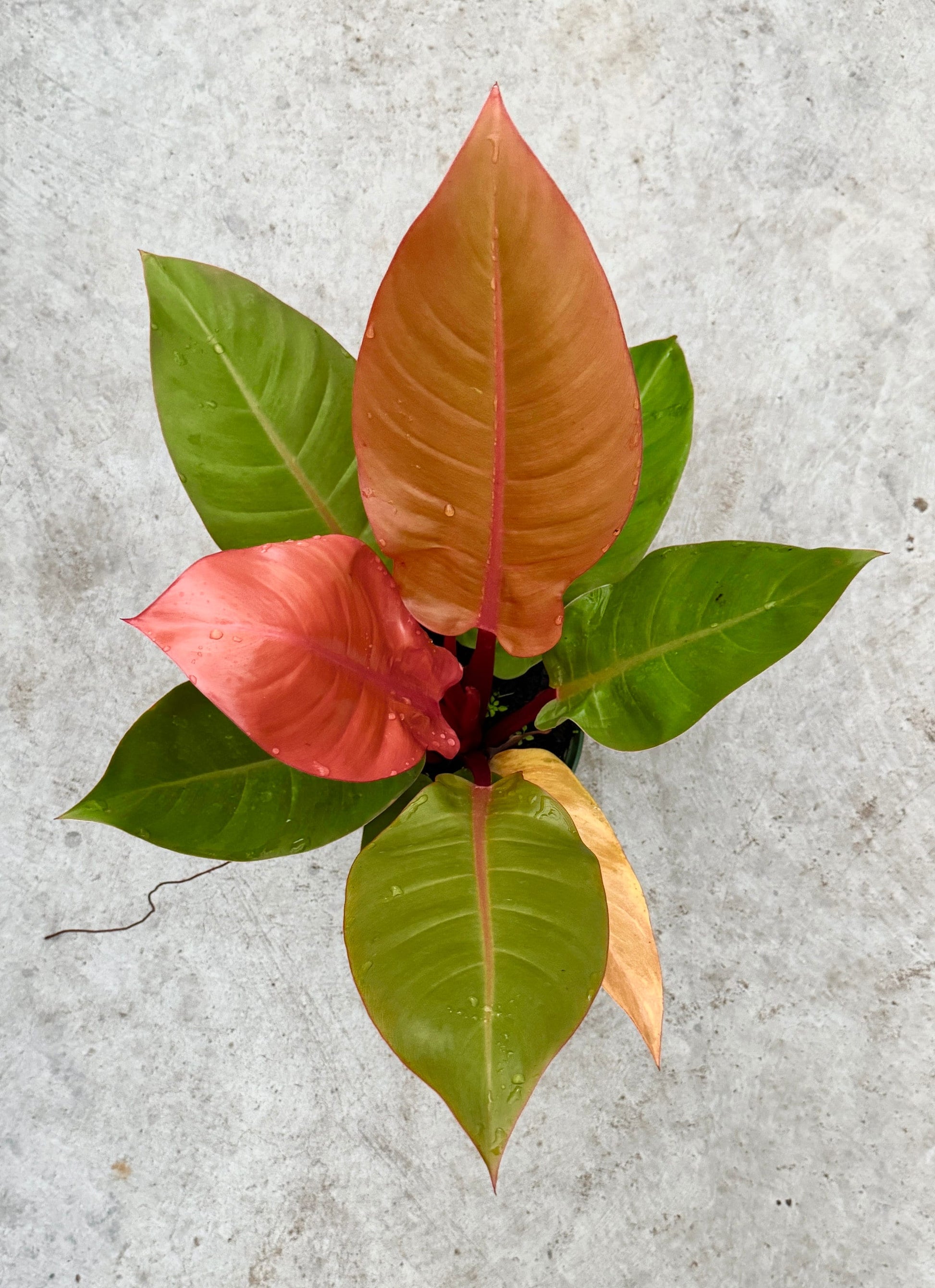 Philodendron Prince of Orange Plant - 6 inch Pot - optional deocrative pot