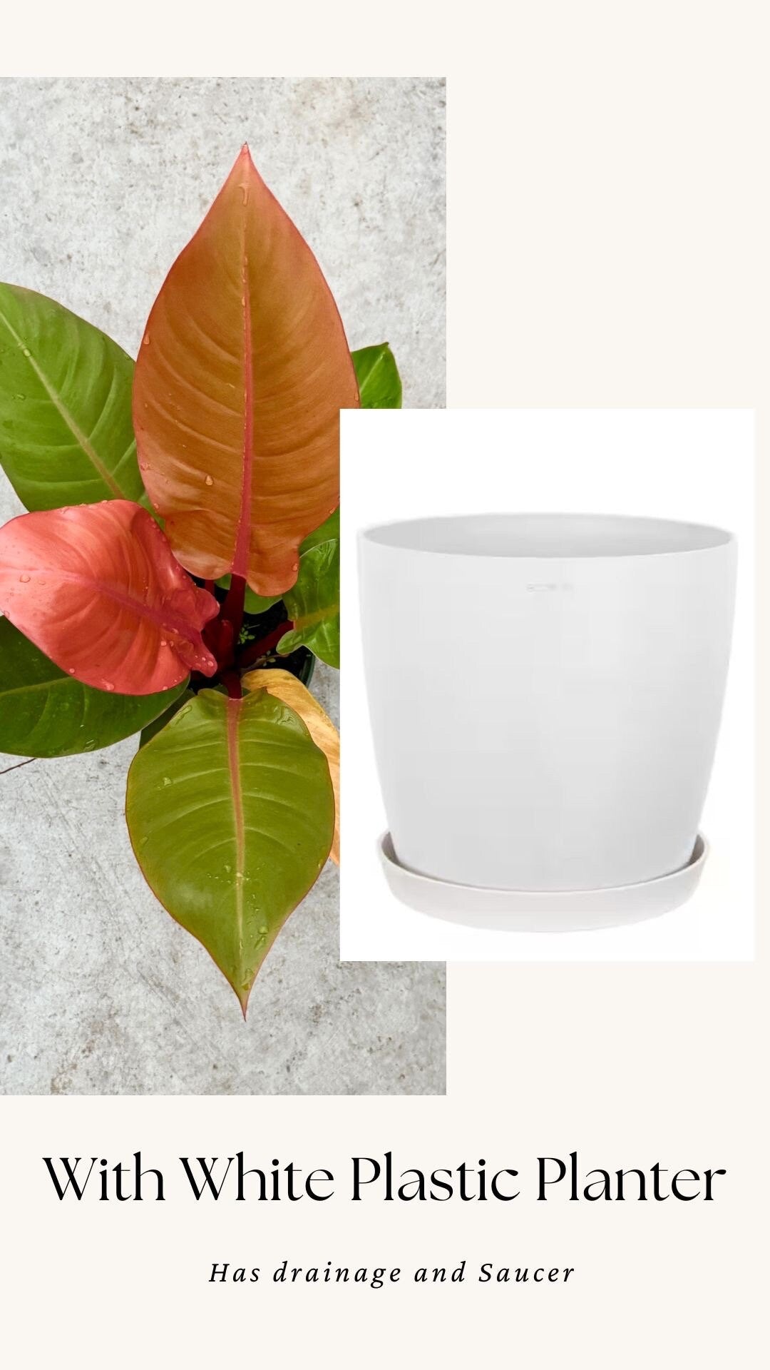 Philodendron Prince of Orange Plant - 6 inch Pot - optional deocrative pot