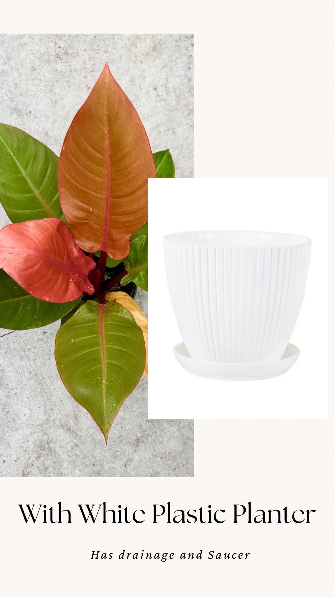 Philodendron Prince of Orange Plant - 6 inch Pot - optional deocrative pot