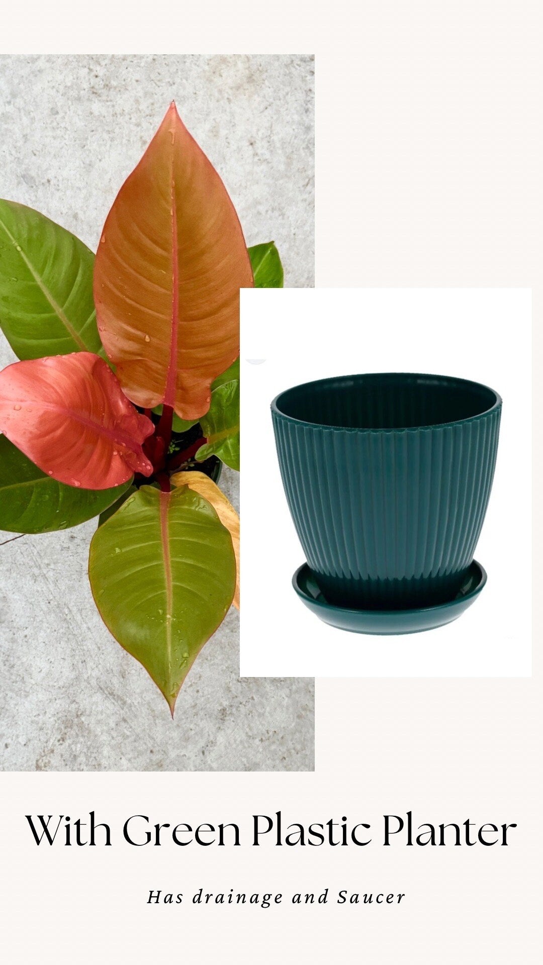 Philodendron Prince of Orange Plant - 6 inch Pot - optional deocrative pot