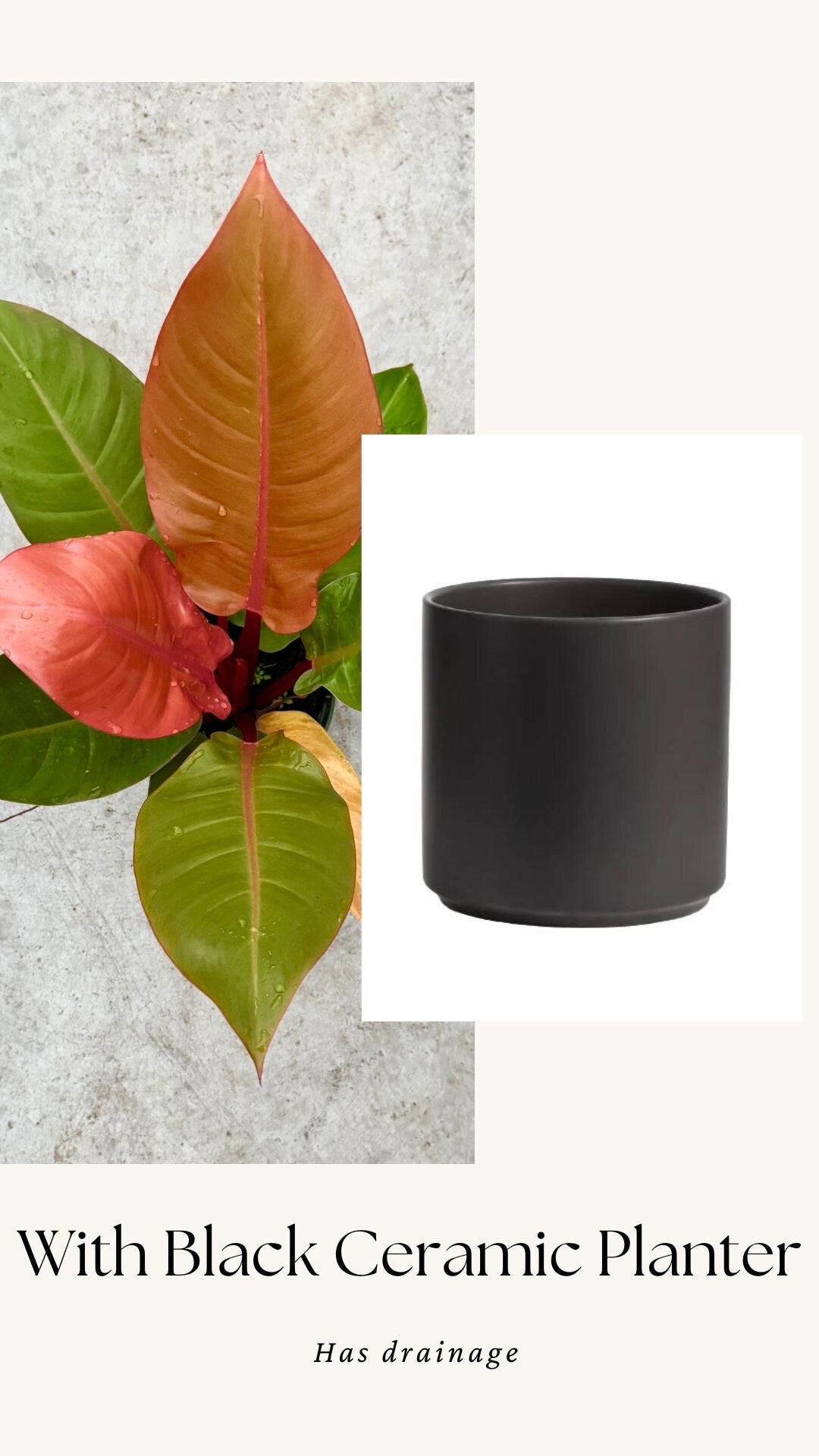 Philodendron Prince of Orange Plant - 6 inch Pot - optional deocrative pot