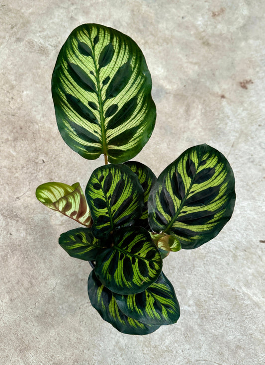 Calathea Makoyana Prayer Plant 4" Pot - Live Indoor Houseplant
