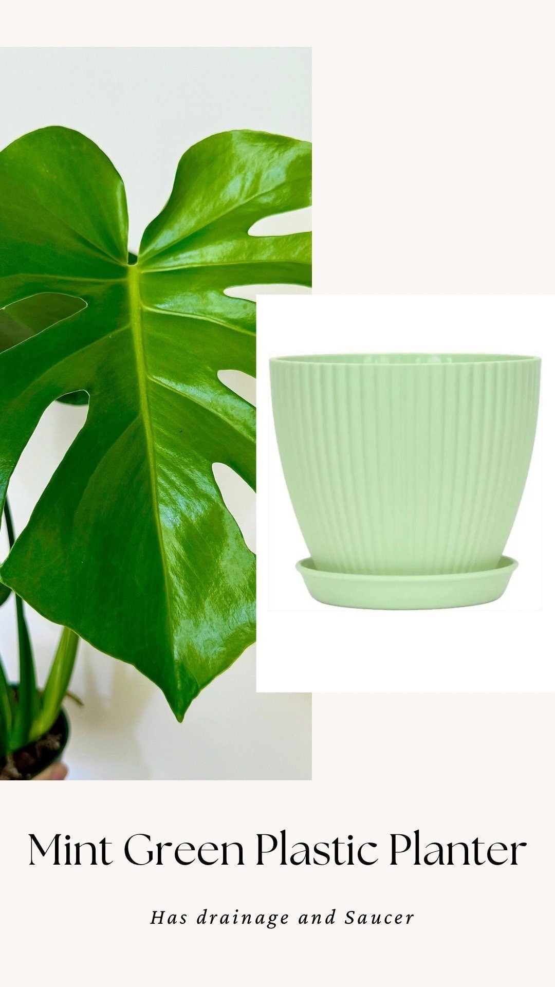 Monstera Deliciousa Plant 4", 6” Pot - Live Indoor Houseplant