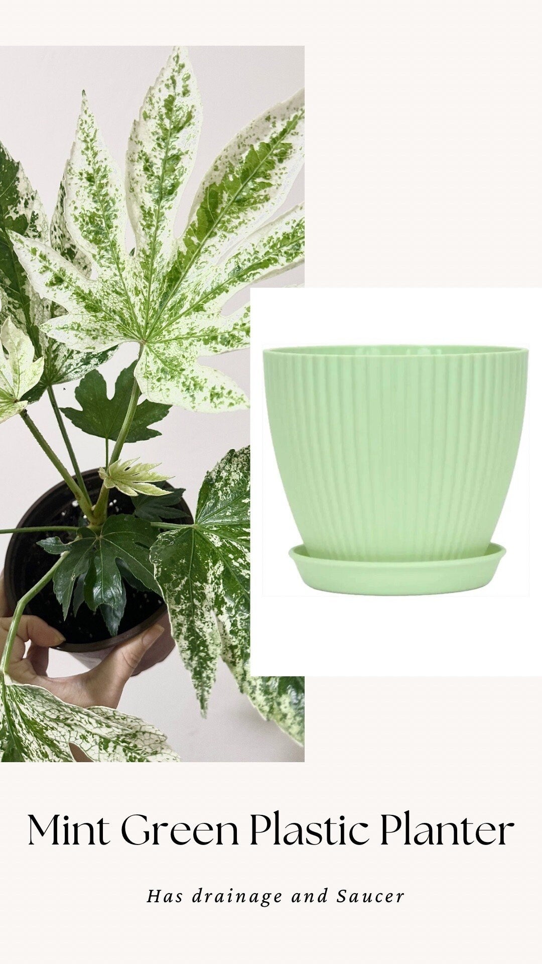 Fatsia japonica 'Spider's Web' (Japanese Aralia) Variegated Plant - 6” Pot - Live Plant