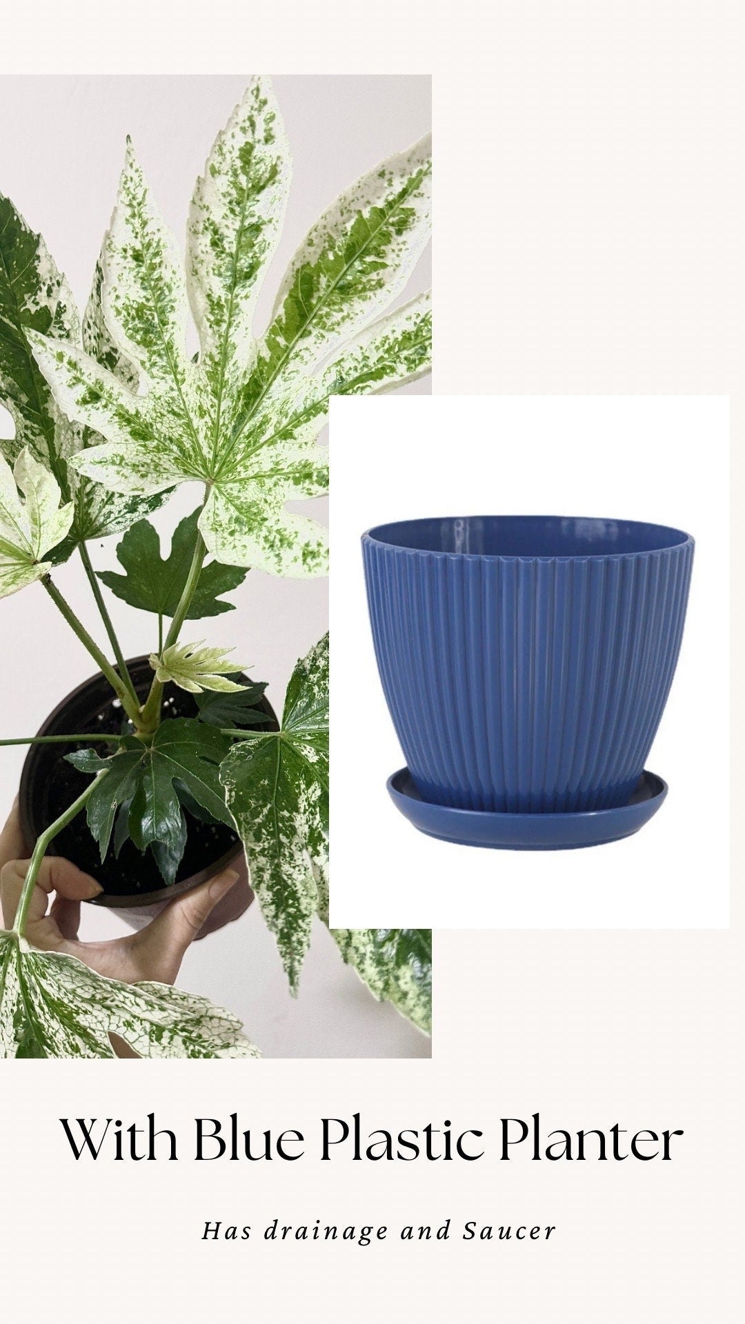 Fatsia japonica 'Spider's Web' (Japanese Aralia) Variegated Plant - 6” Pot - Live Plant