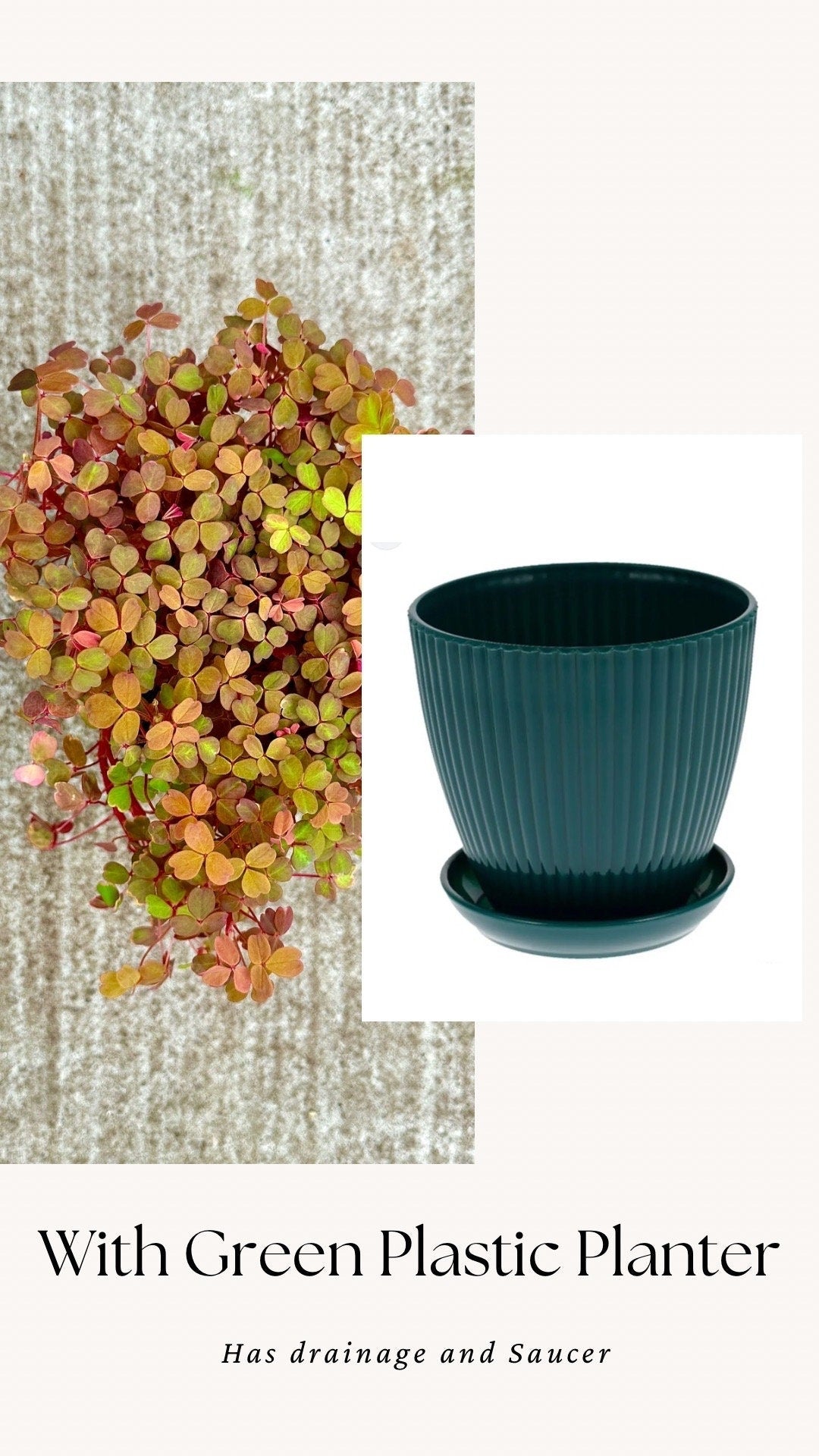 Oxalis Spiralis Aurea Golden Plant - 4 inch Pot - Live Plant - optional decorative pot