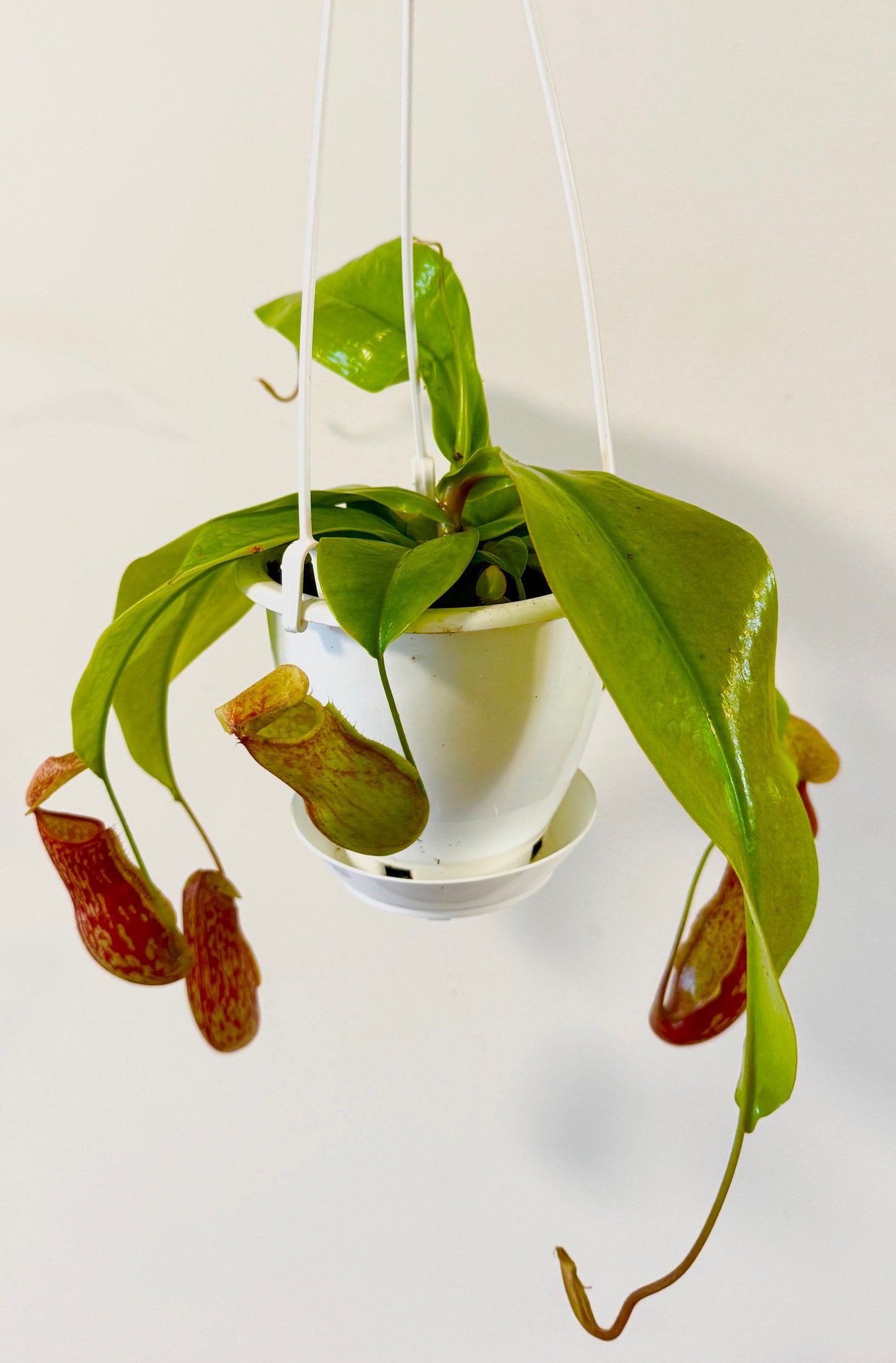 Nepenthes St Gaya Pitcher Hanging Plant - 4.5 Hanging Basket - Live Plant