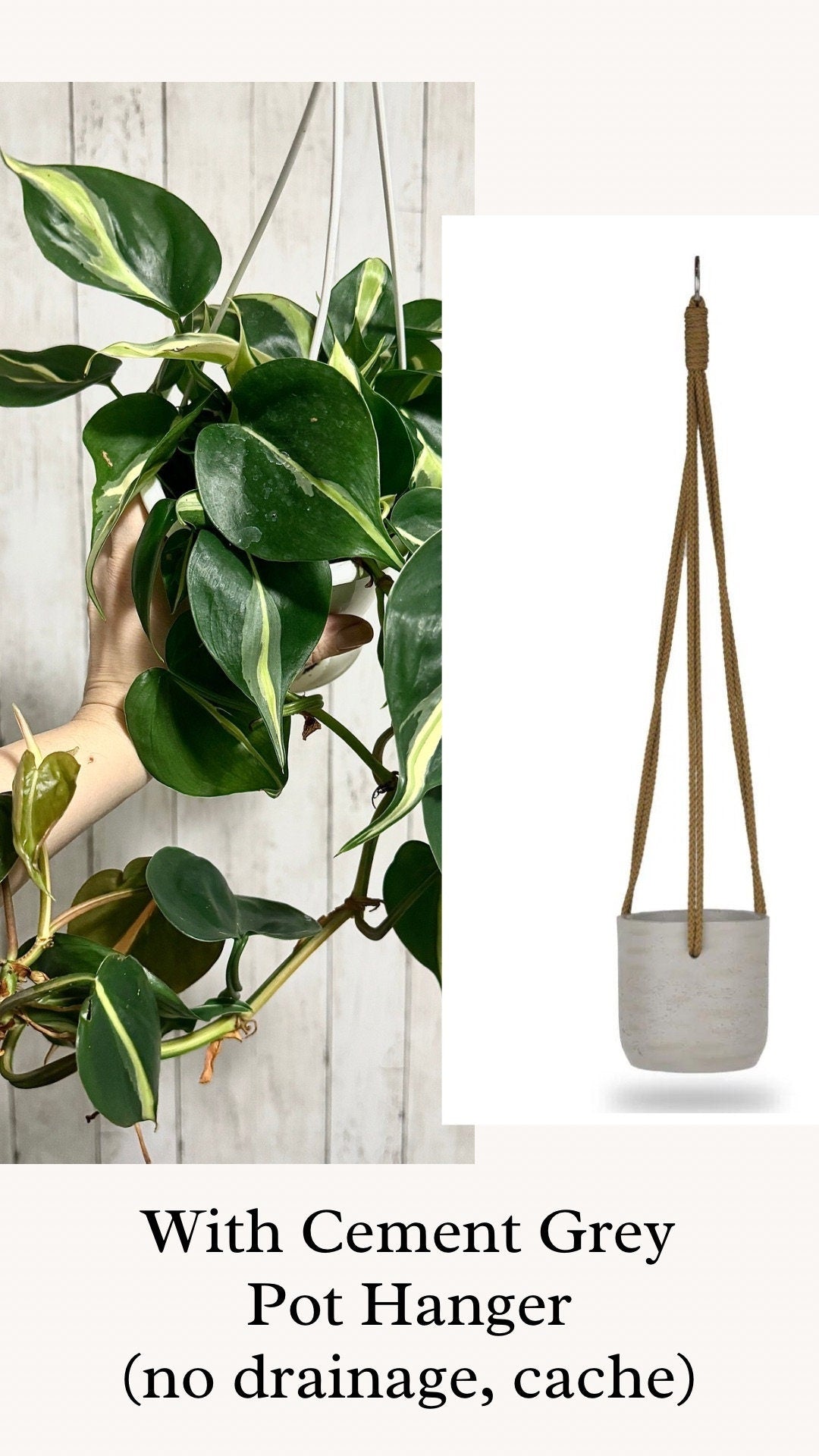 Philodendron Silver Stripe - Live Plant 4.5 Hanging Pot - optional decorative basket