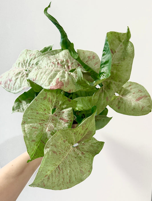 Syngonium Milk Confetti Plant - 4”, 6" Pot - Live Plant
