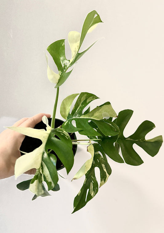 Rhaphiadora Tetrasperma Albo RARE Plant I Mini Monstera 4 inch - Full Rooted Established Plant
