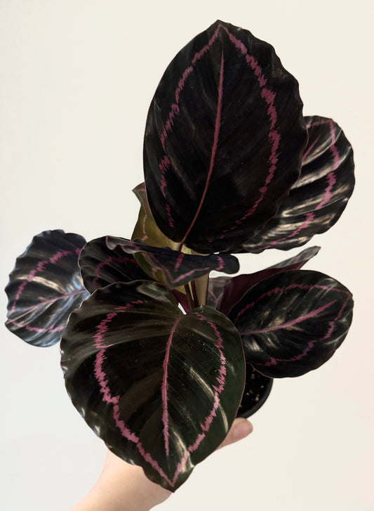 Calathea Dottie Plant - 4 inch Nursery Pot - Live Plant - optional decorative pot