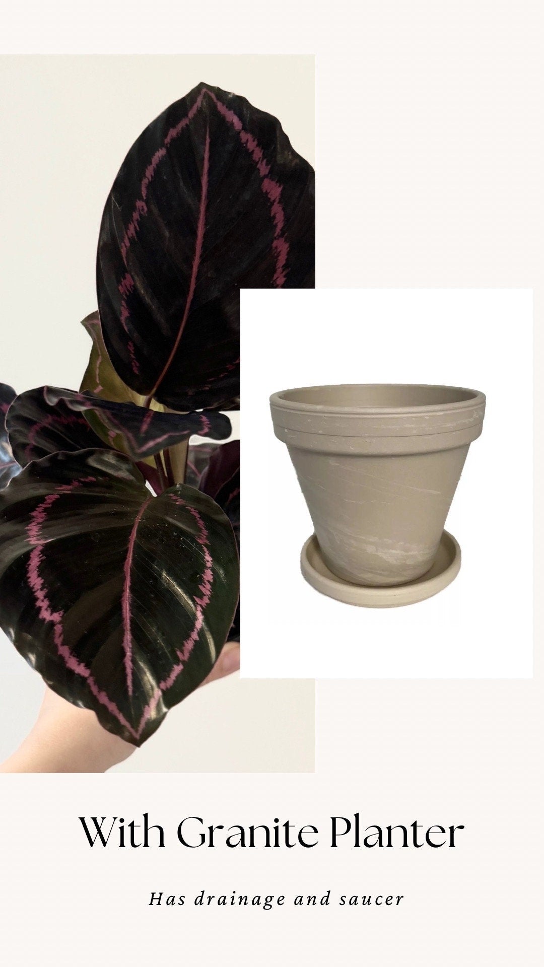 Calathea Dottie Plant - 4 inch Nursery Pot - Live Plant - optional decorative pot
