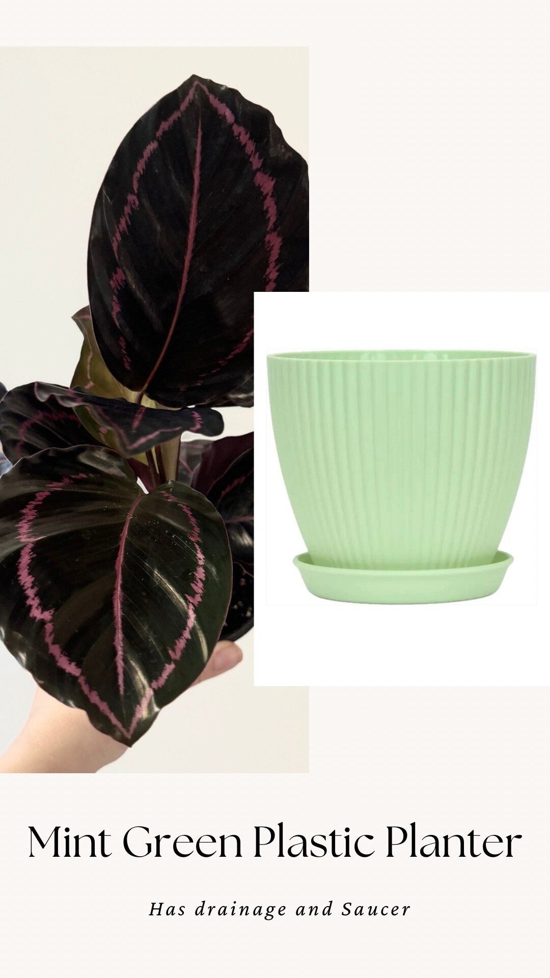 Calathea Dottie Plant - 4 inch Nursery Pot - Live Plant - optional decorative pot