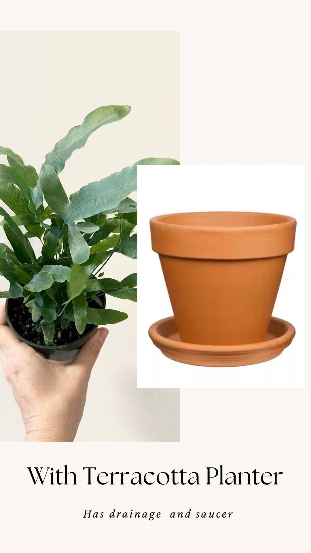 Blue Star Fern Plant - 4 inch Pot - Live Plant - optional decorative pot