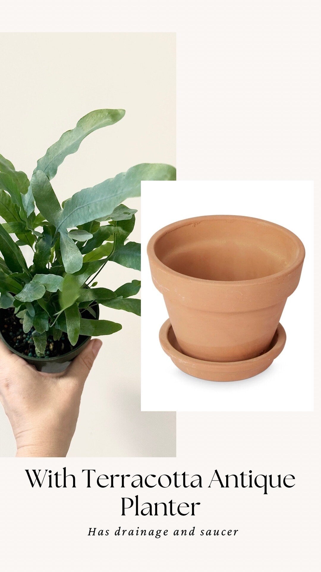 Blue Star Fern Plant - 4 inch Pot - Live Plant - optional decorative pot
