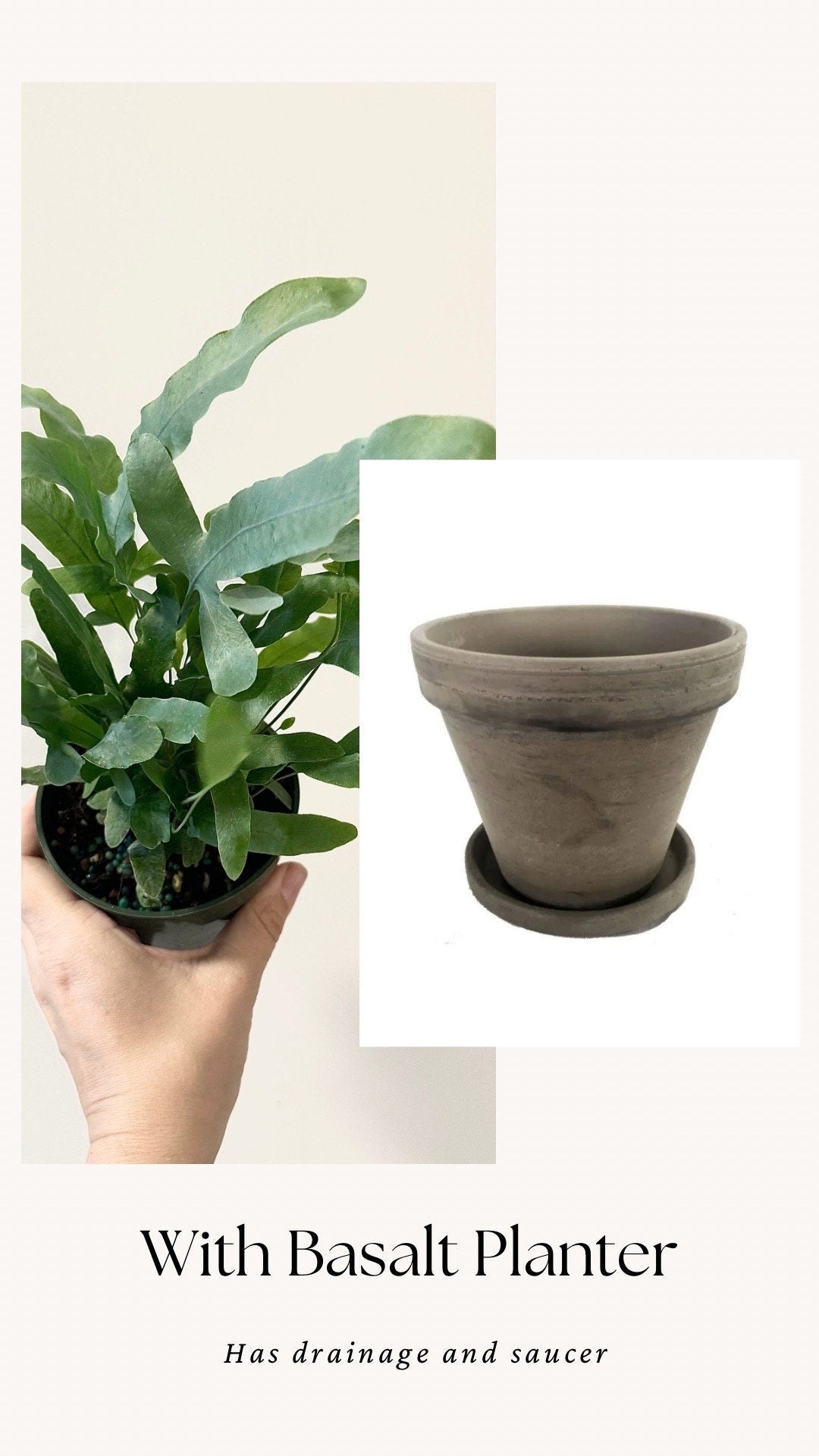 Blue Star Fern Plant - 4 inch Pot - Live Plant - optional decorative pot