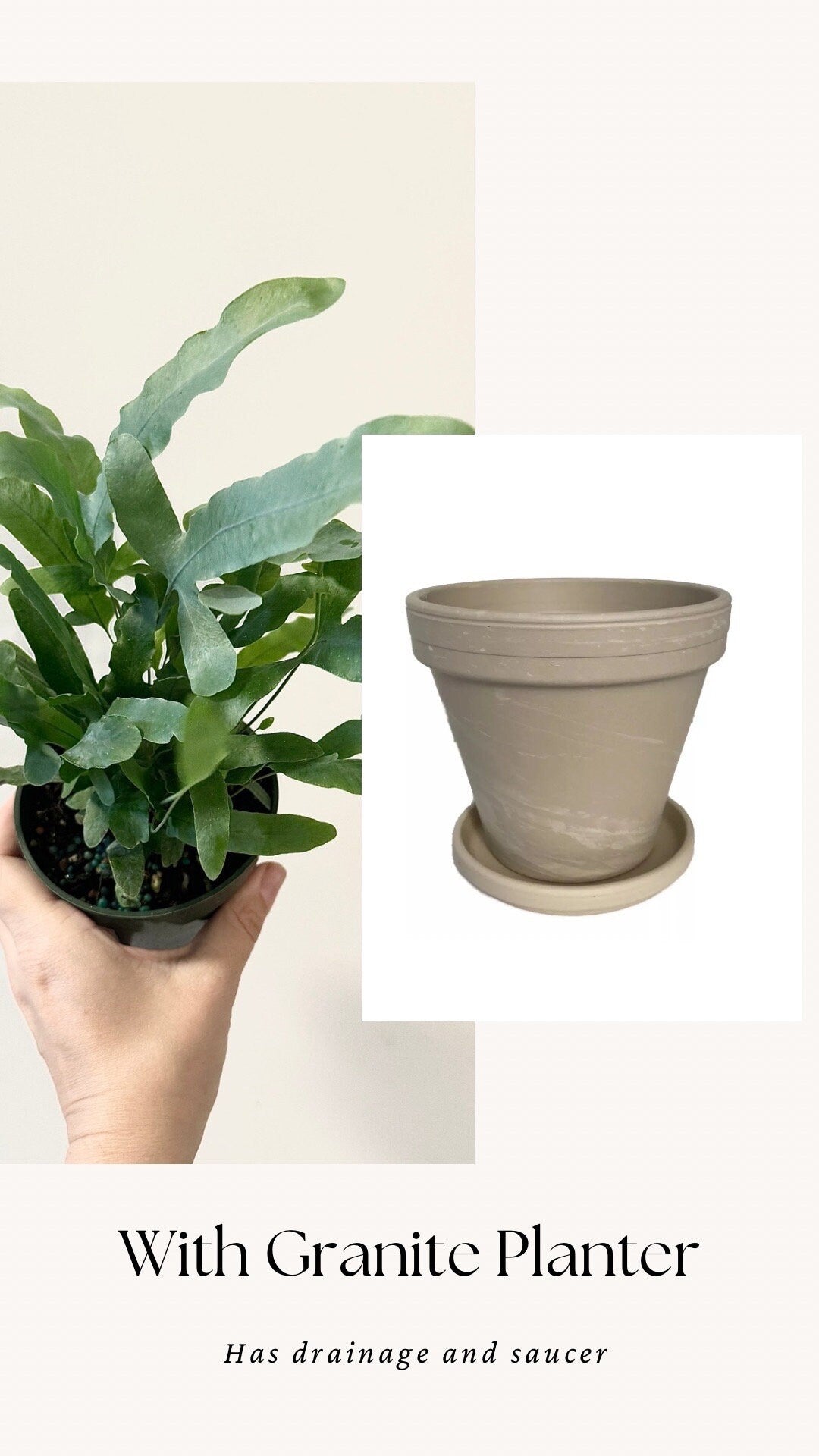 Blue Star Fern Plant - 4 inch Pot - Live Plant - optional decorative pot