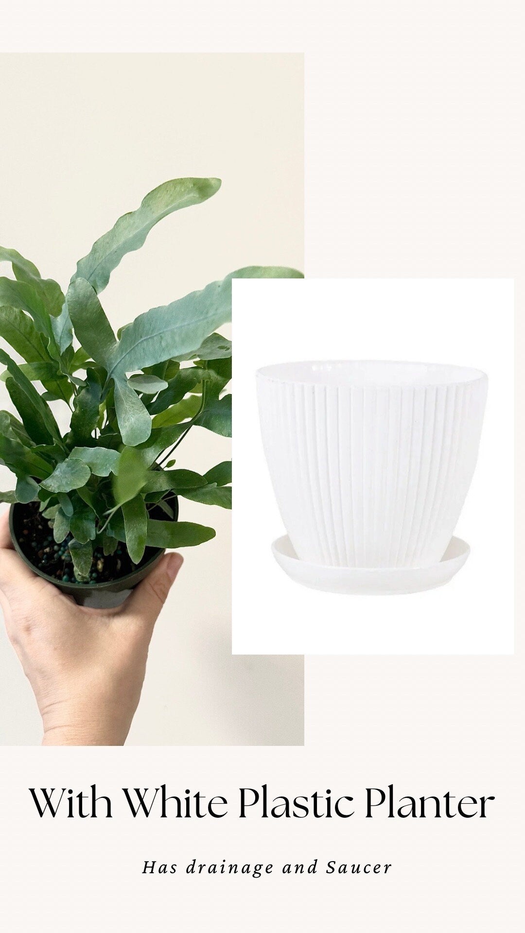 Blue Star Fern Plant - 4 inch Pot - Live Plant - optional decorative pot