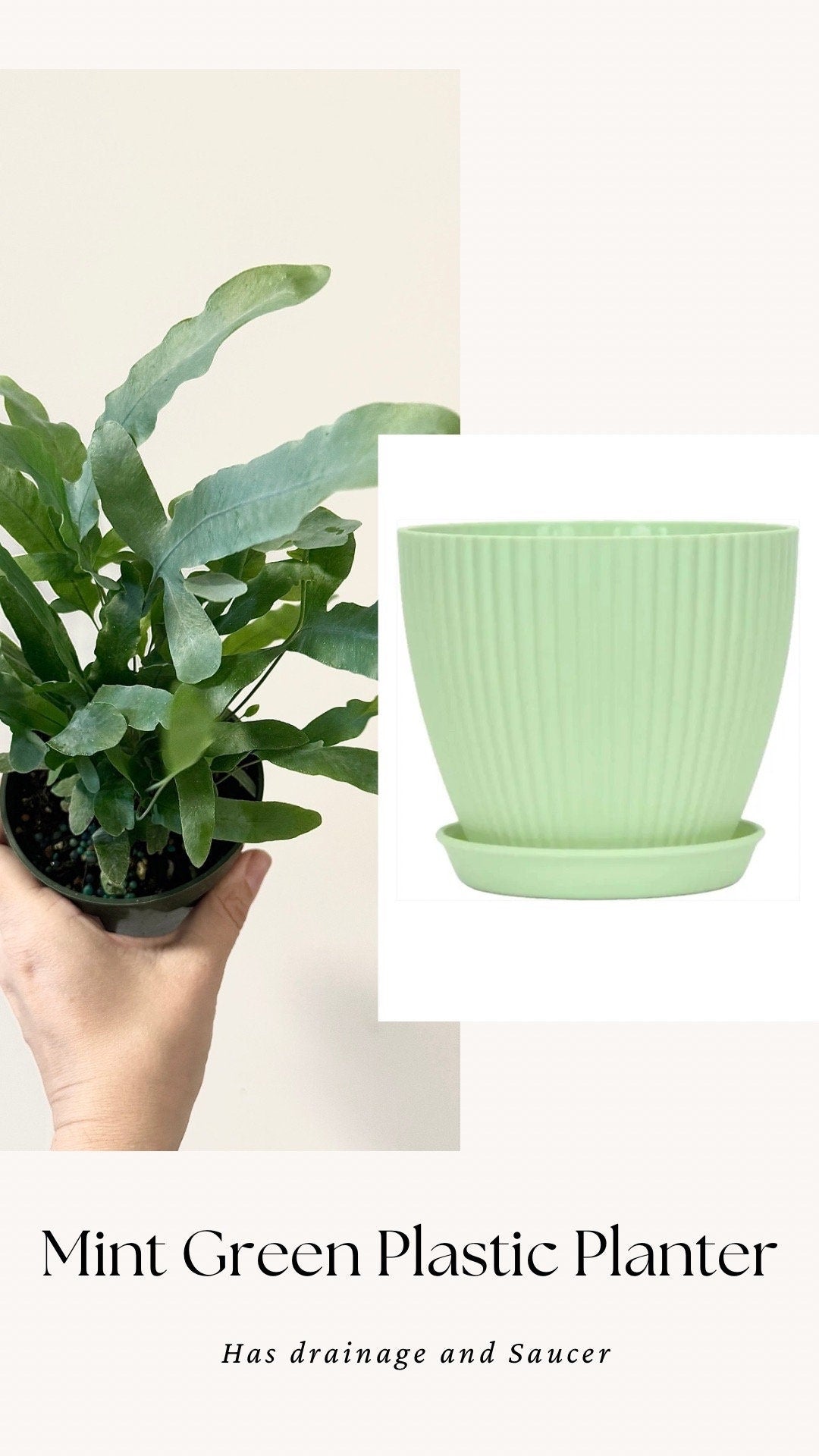 Blue Star Fern Plant - 4 inch Pot - Live Plant - optional decorative pot