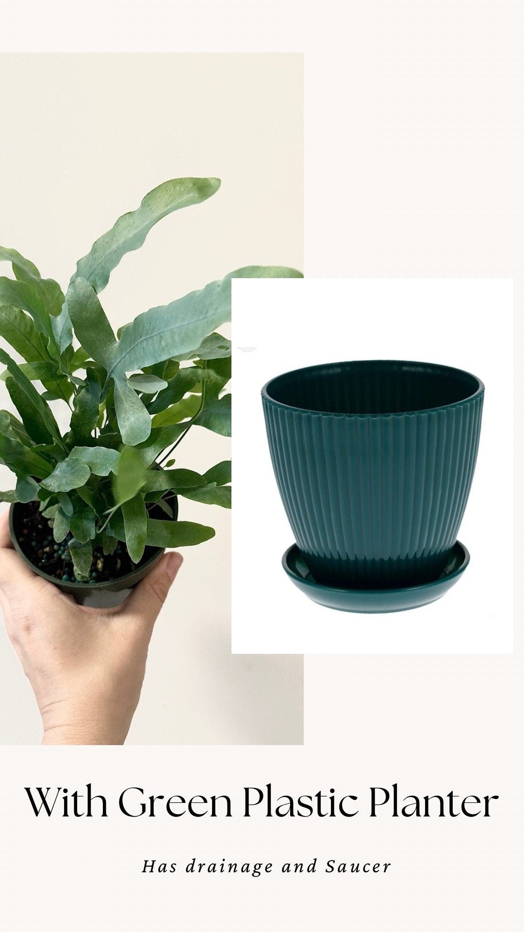 Blue Star Fern Plant - 4 inch Pot - Live Plant - optional decorative pot