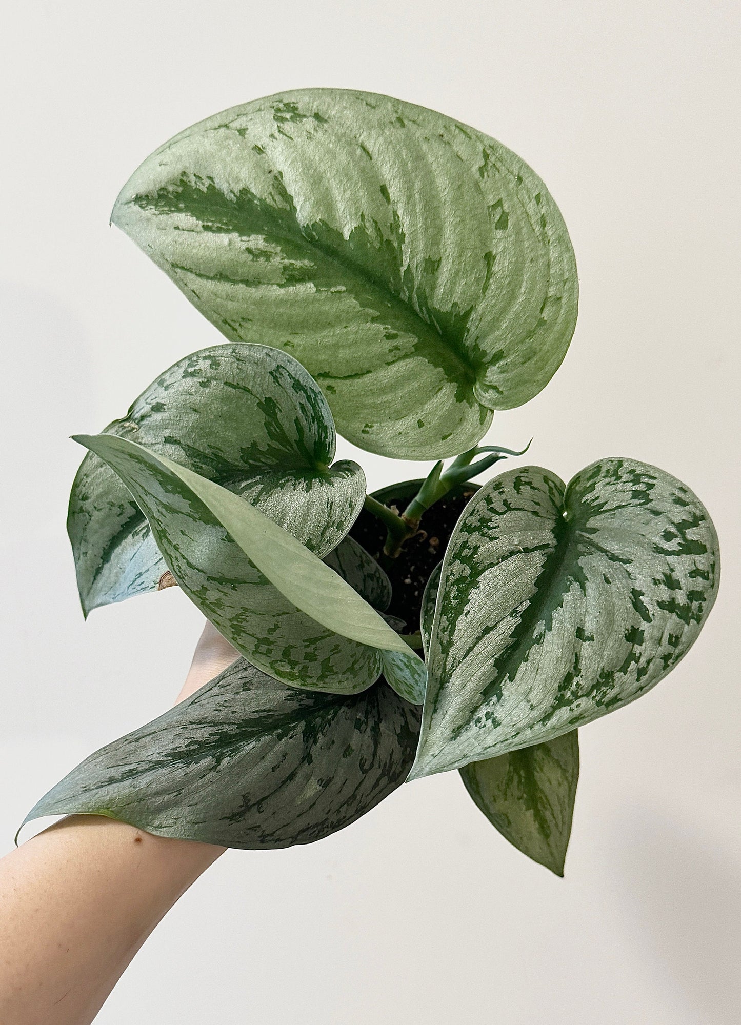 Scindapsus Silver Satin Plant - 4 inch Nursery Pot - Live Plant