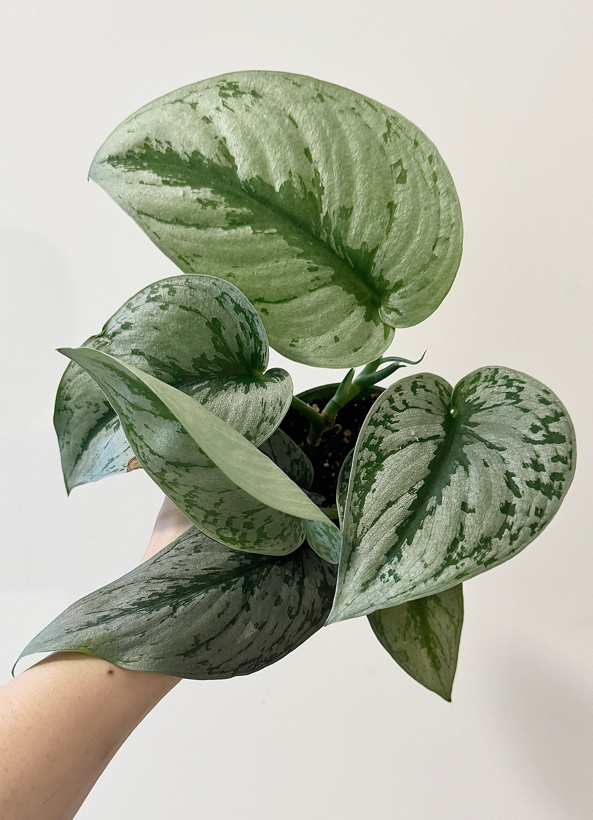 Scindapsus Silver Satin Plant - 4 inch Nursery Pot - Live Plant