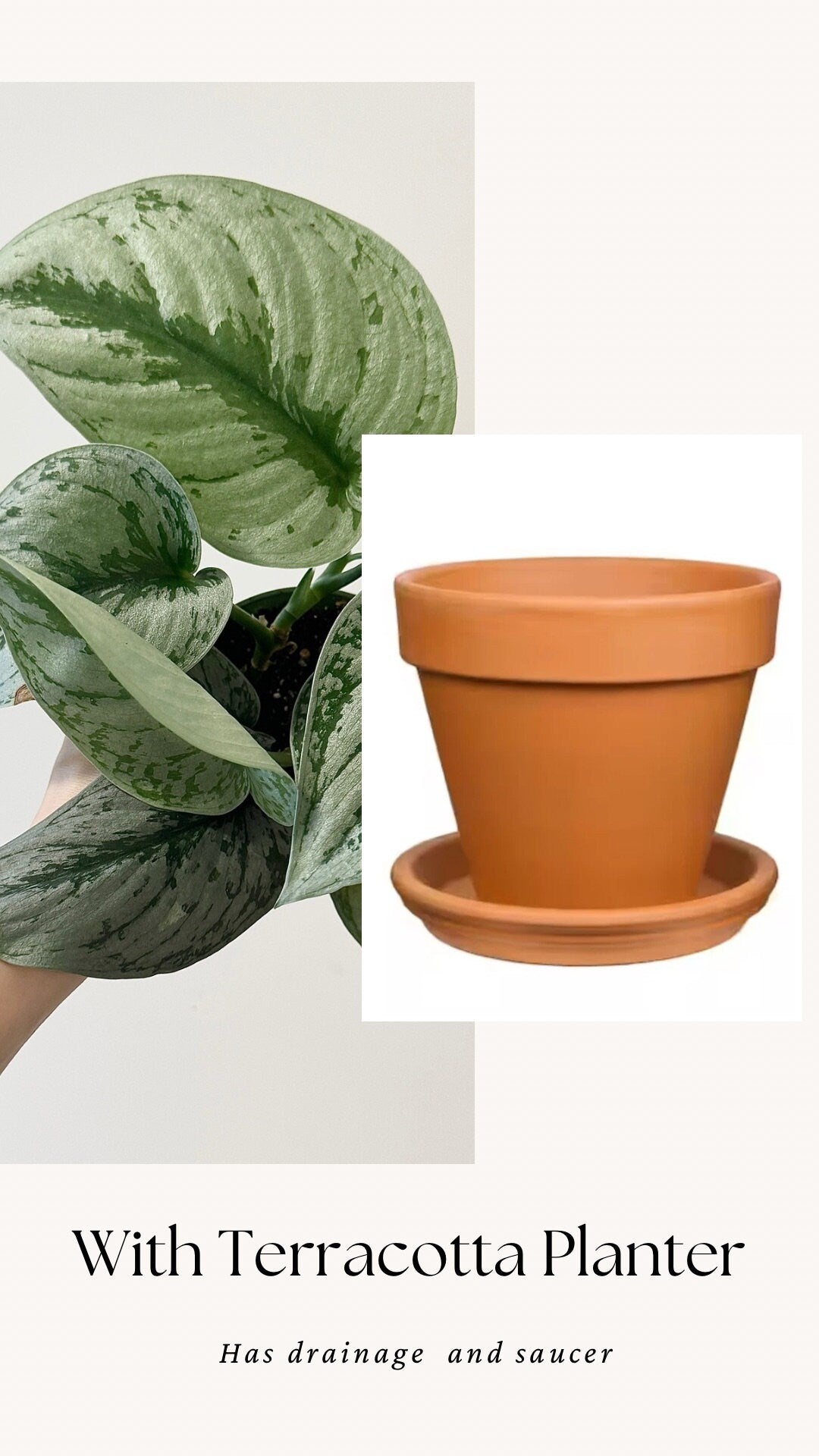 Scindapsus Silver Satin Plant - 4 inch Nursery Pot - Live Plant