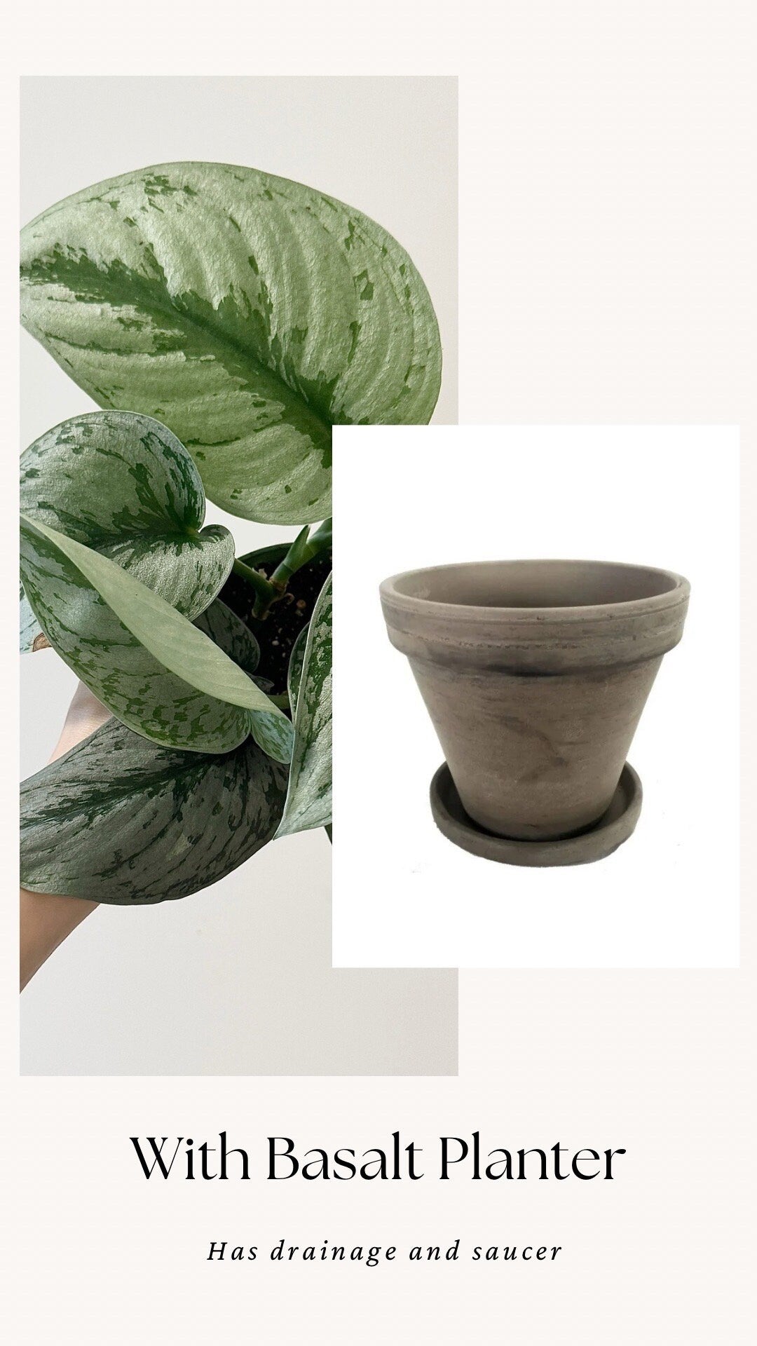 Scindapsus Silver Satin Plant - 4 inch Nursery Pot - Live Plant