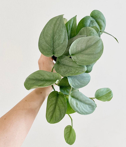 Scindapsus Silver Hero Plant - 4 inch Pot - Live Plant - optional decorative pot