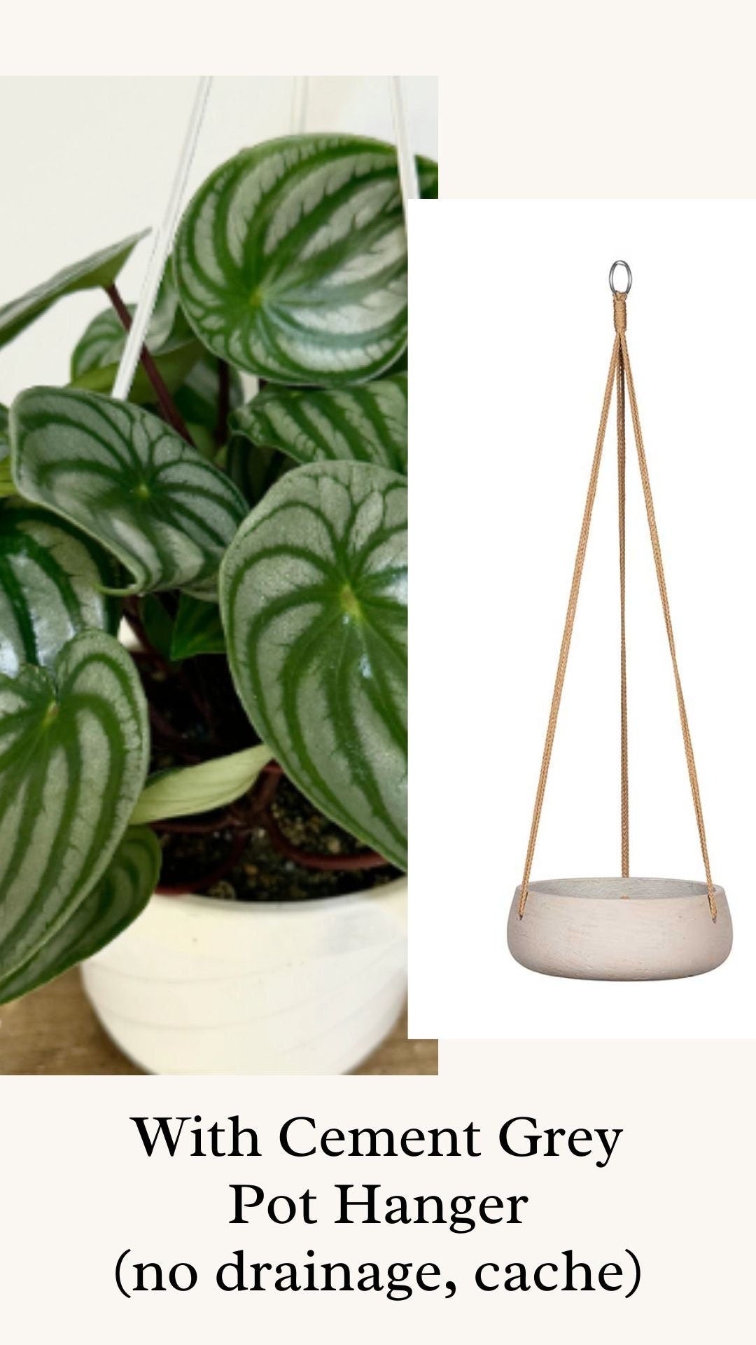 Peperomia Watermelon - 6 inch Hanging Basket