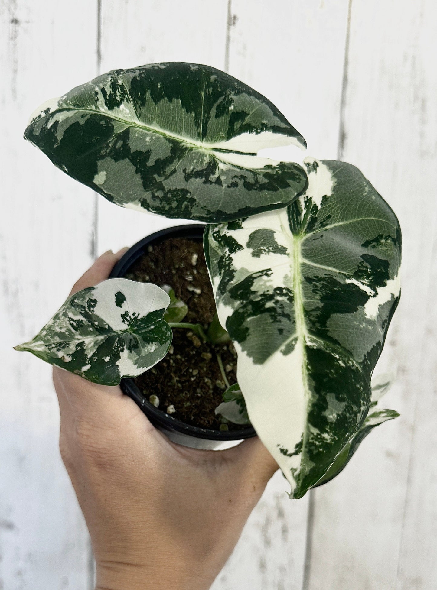 Alocasia Variegated Frydek - Rare Plant - 4" Pot - Live Plant