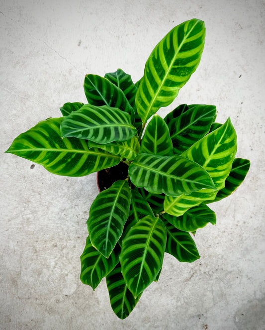 Calathea Zebrina Plant - 4", 6”Nursery Pot - Live Plant - optional decorative pot