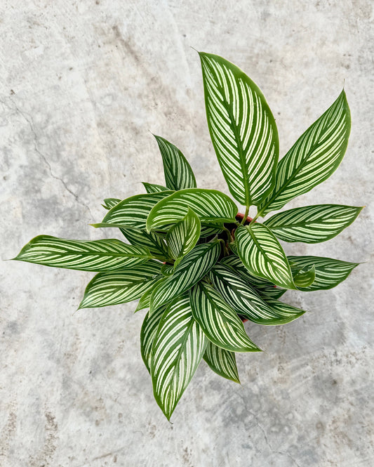 Calathea Vittata Plant - 4 inch pot | Live Plant |RARE - optional decorative pot